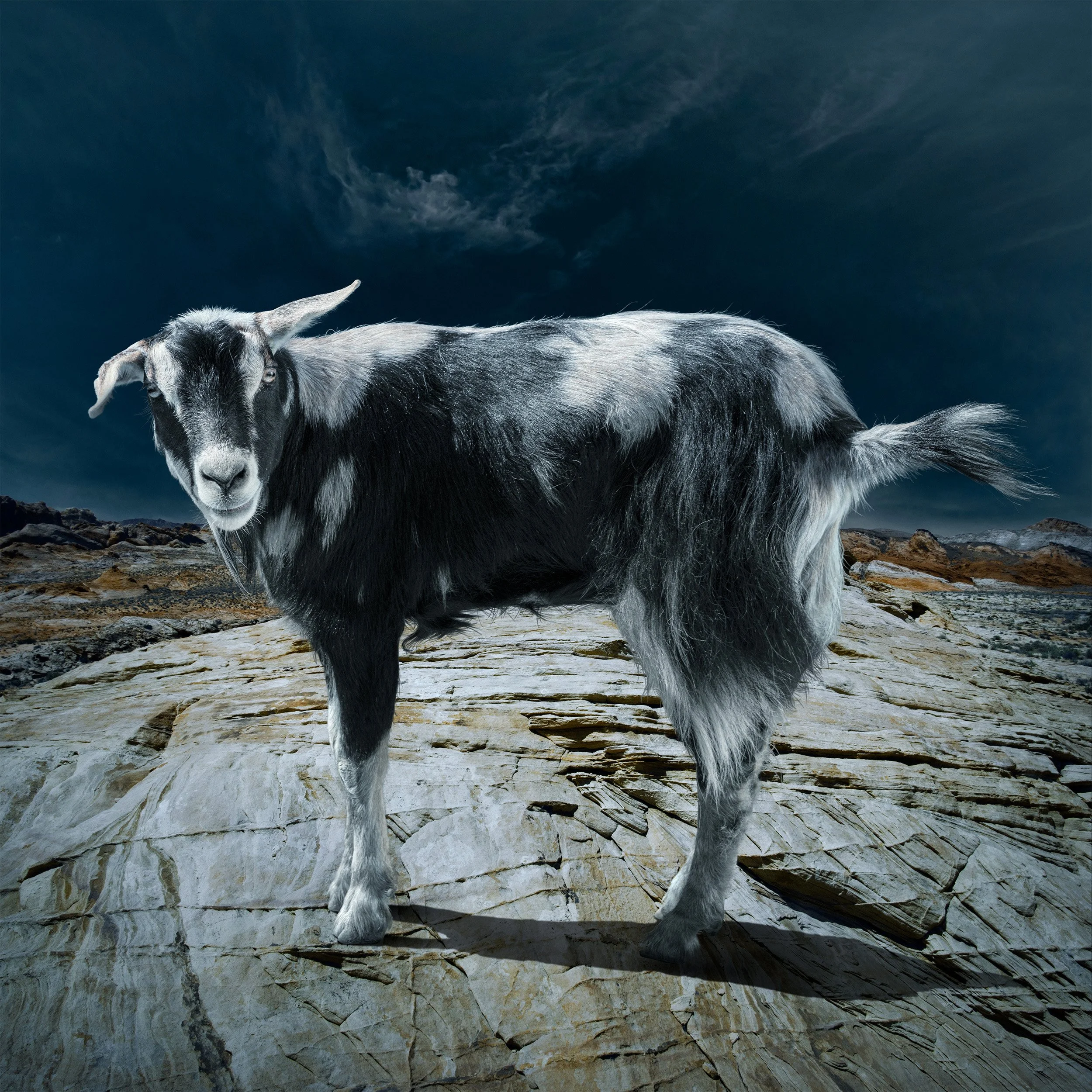 Goat_Full_RockPlatformDSC_3573.jpg
