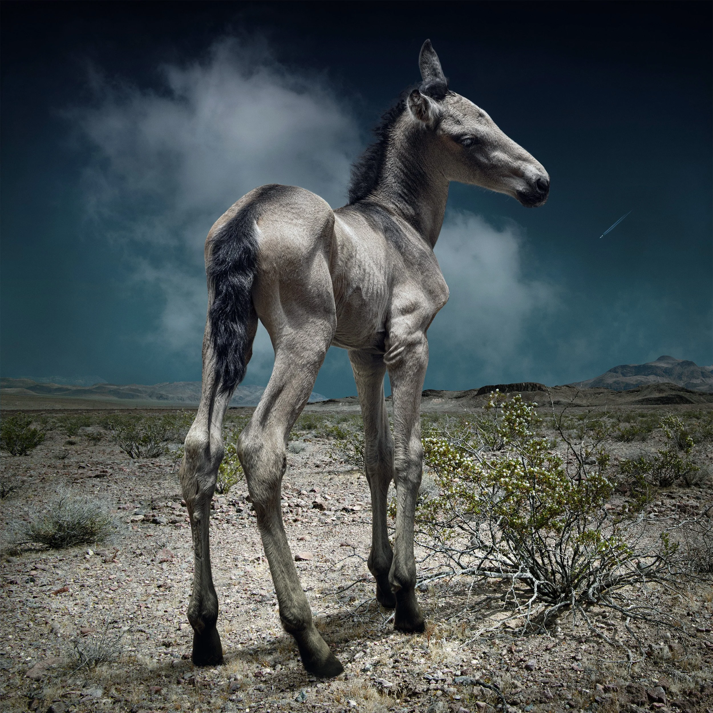 Foal_Lullaby_DSC_1036_fullphase.jpg