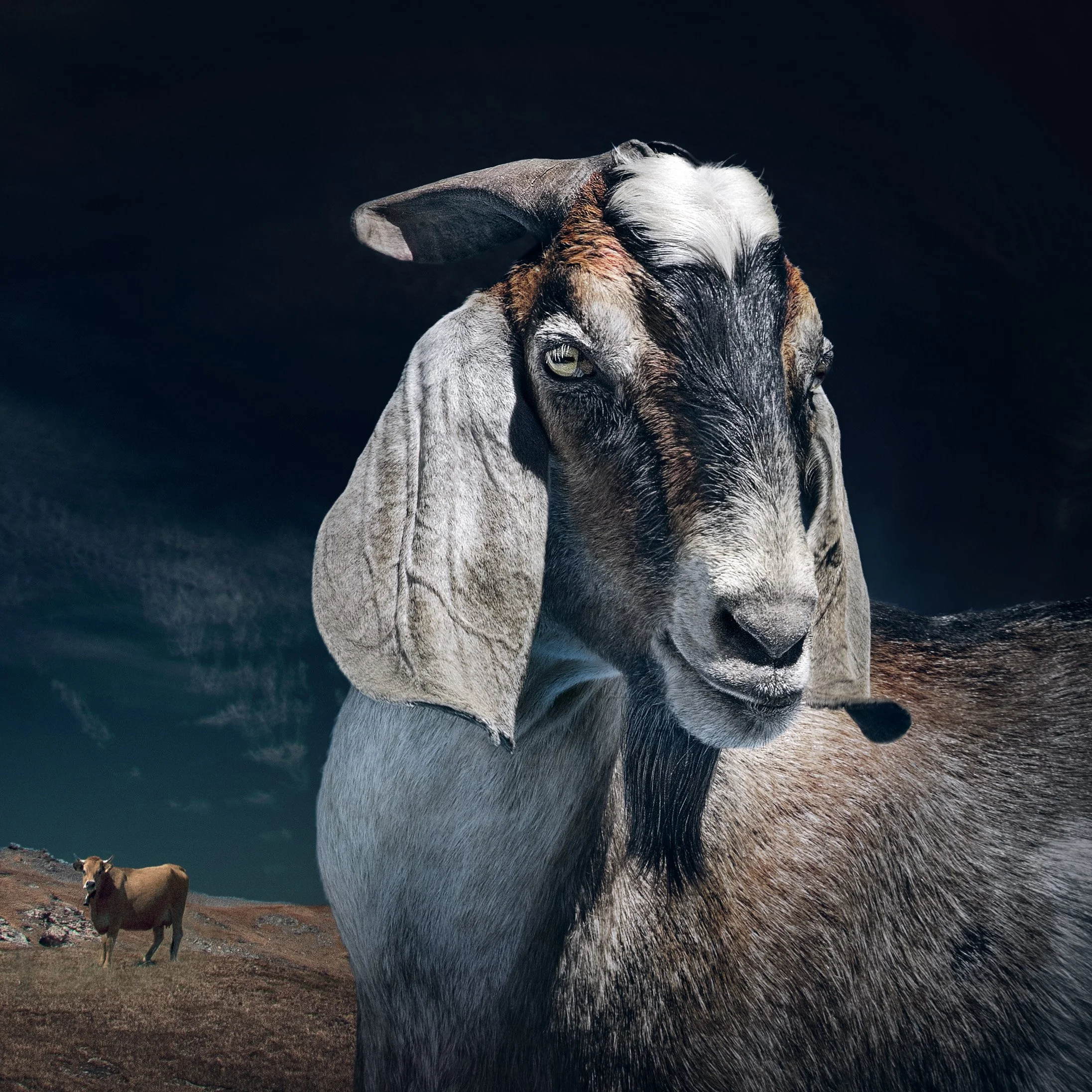 GoatPortrait_Alpine2_DSC_4738.jpg