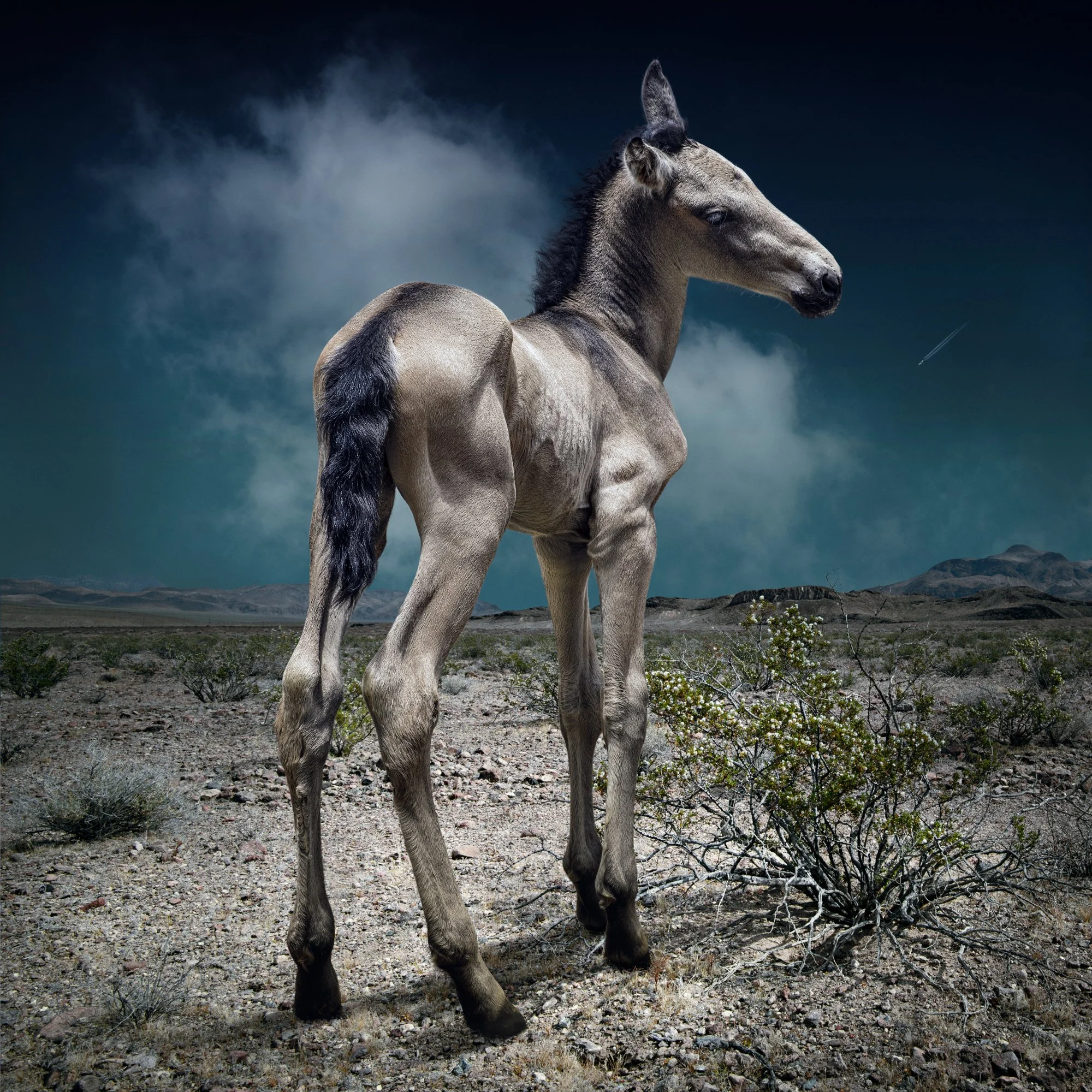 Foal_Lullaby_2000x2000.jpg