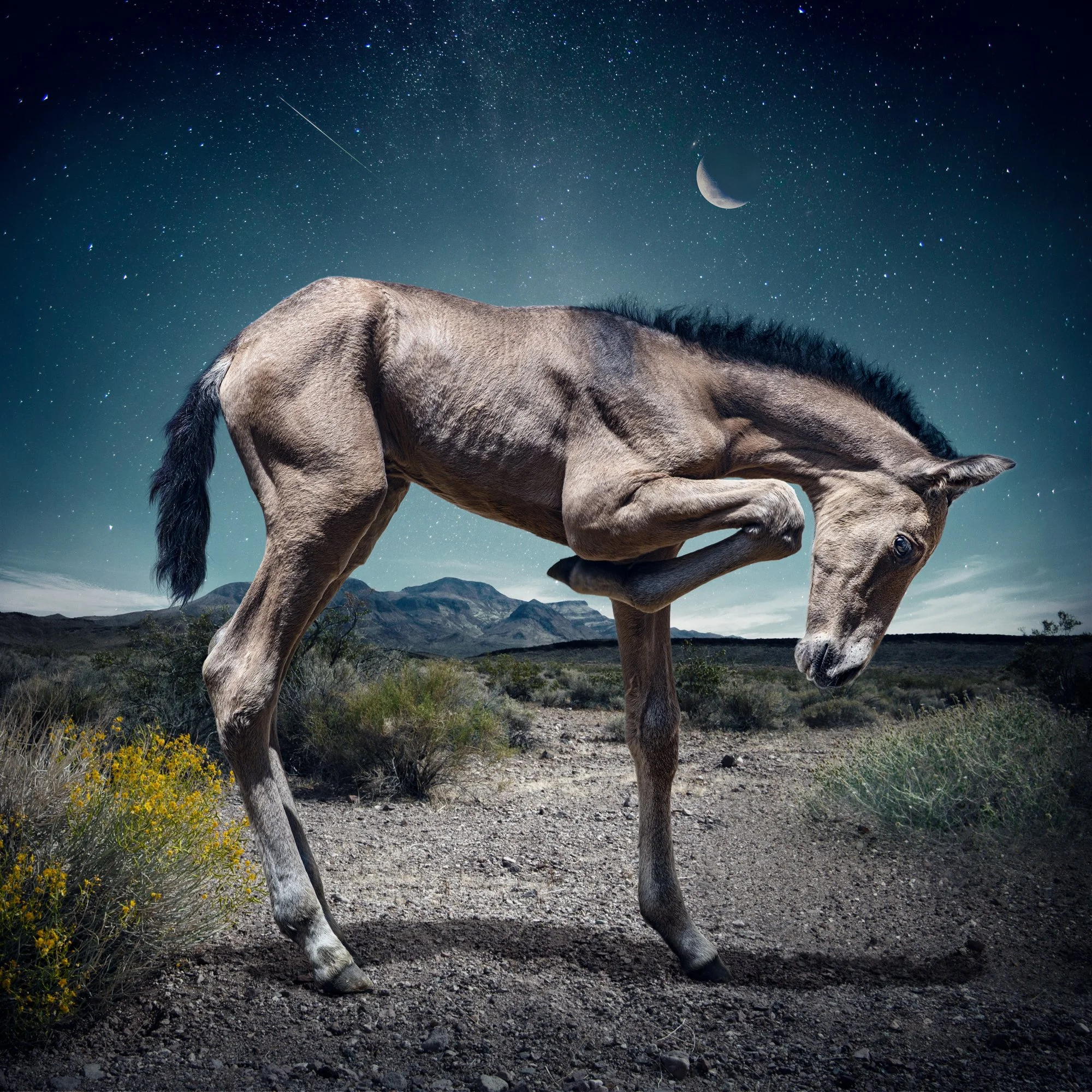 Starry | Rancho — Limited Edition Coming Soon