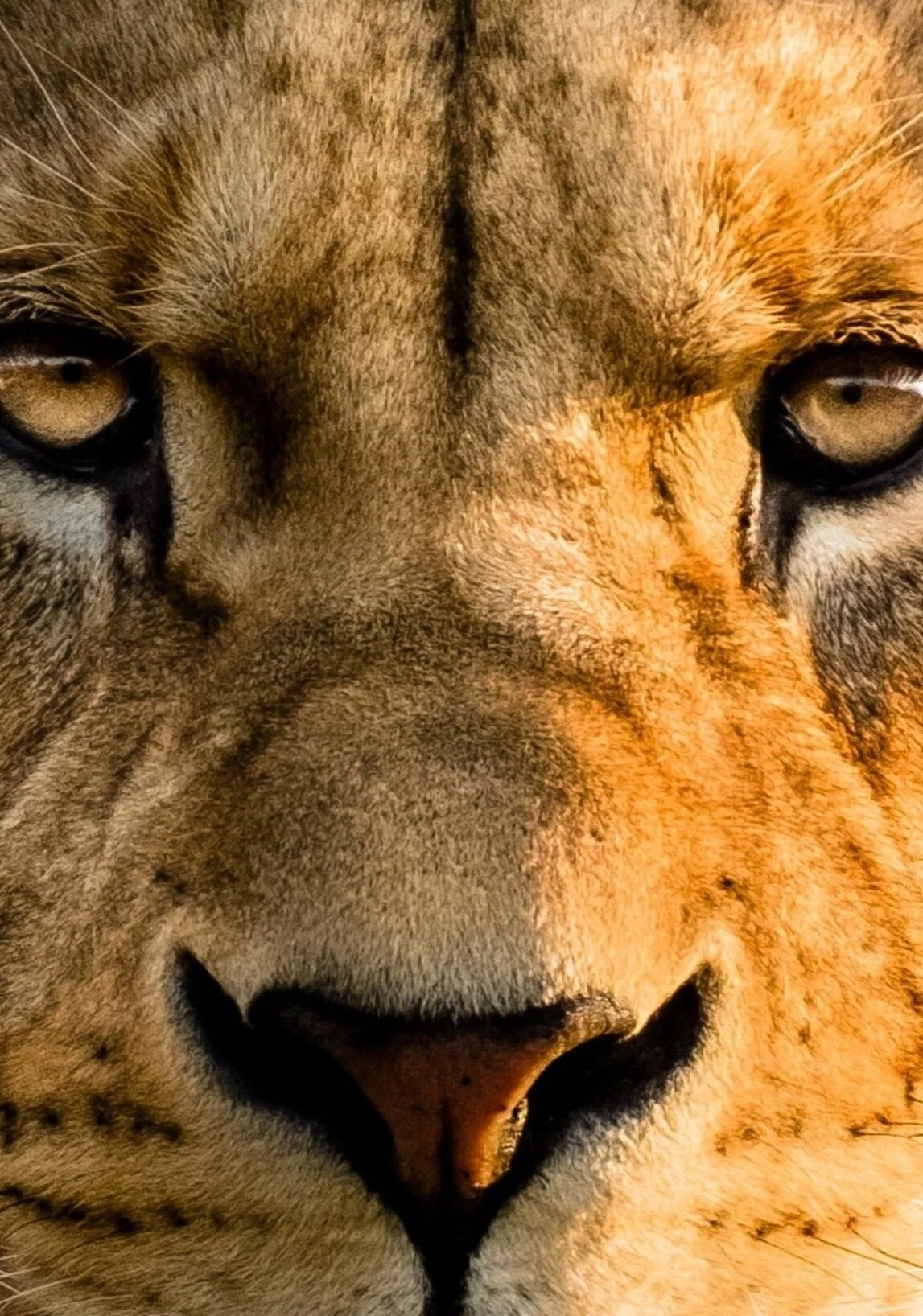 📈 Guelph Real Estate Market Report | March 2020 | by Adam Stewart, Chestnut Park West