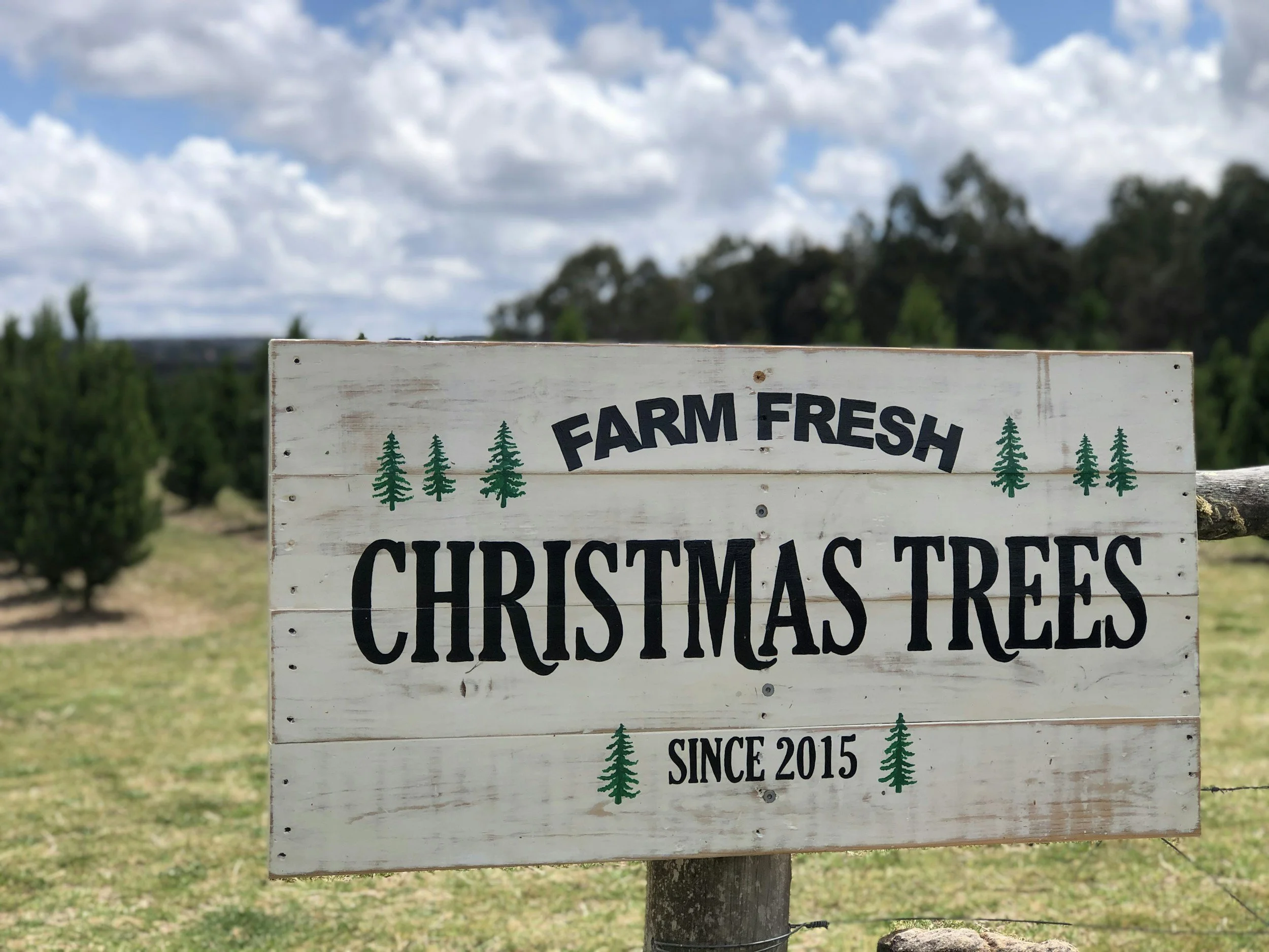 đ Best Places to Buy a Christmas Tree in Guelph (2025 Guide)