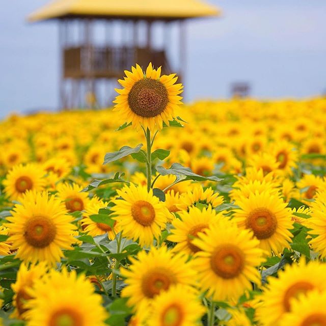 F E A R - of being different. Of straying from the norm. Deviating from the crowd. I see you fear. It&rsquo;s okay. It&rsquo;s safe here. I&rsquo;ll look after you. It&rsquo;s going to be okay. We&rsquo;ve got this 💛 And look at her, standing above 