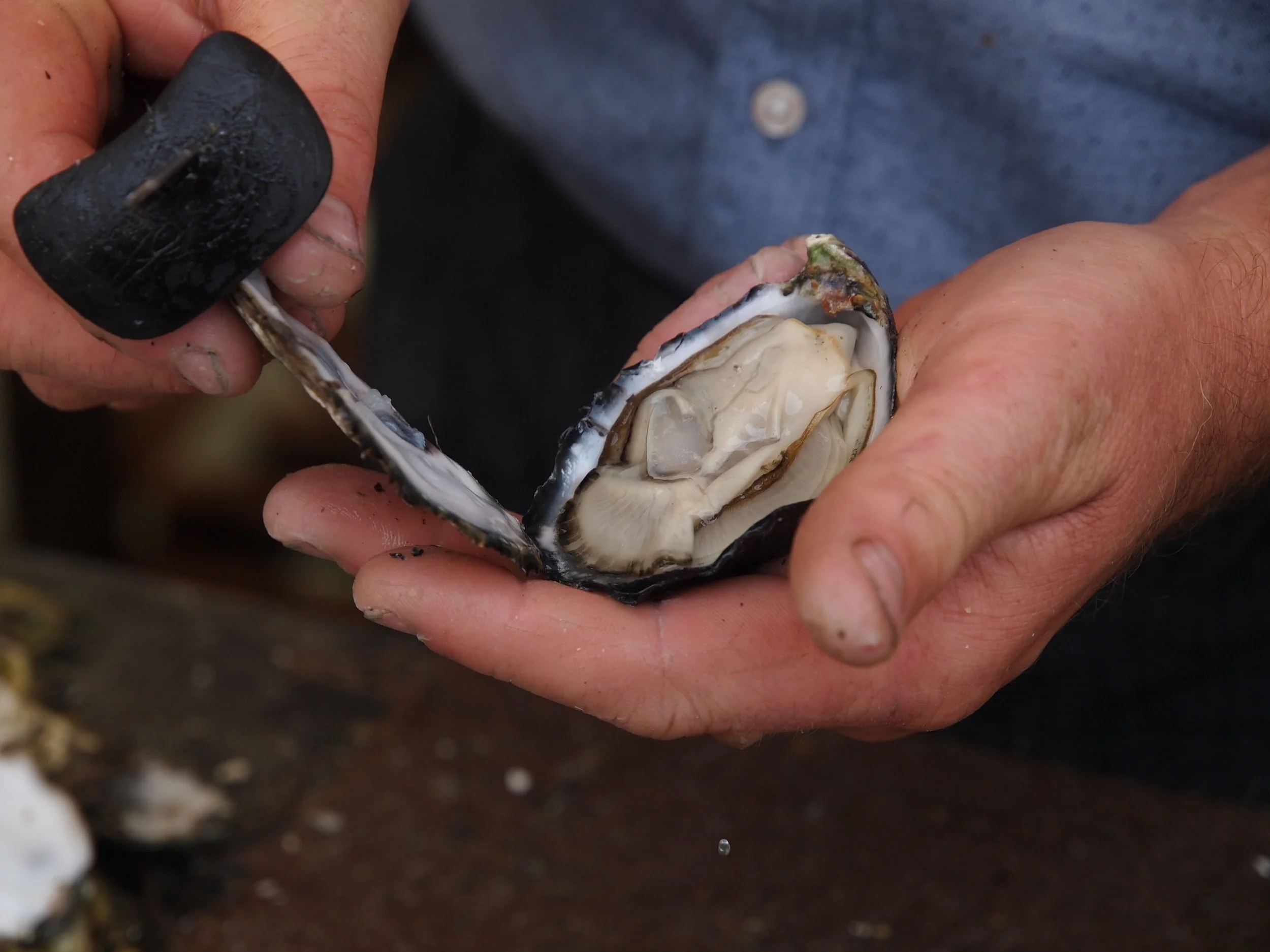 Our NSW Oyster Farmer