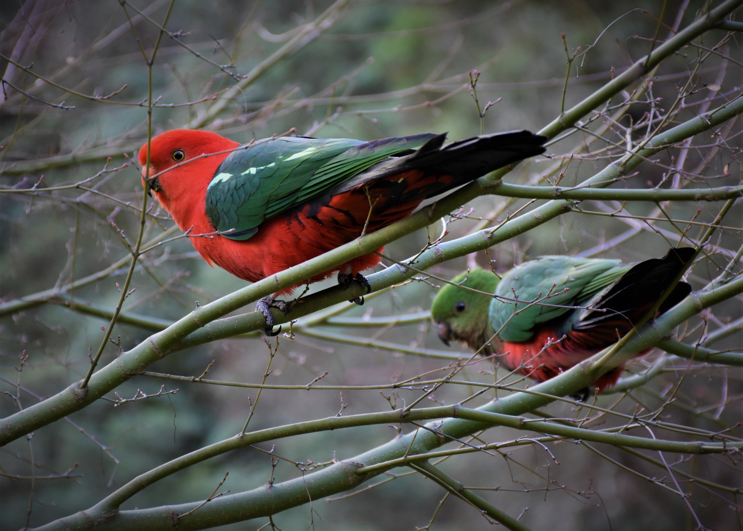king parrots in tree enhanced.jpg