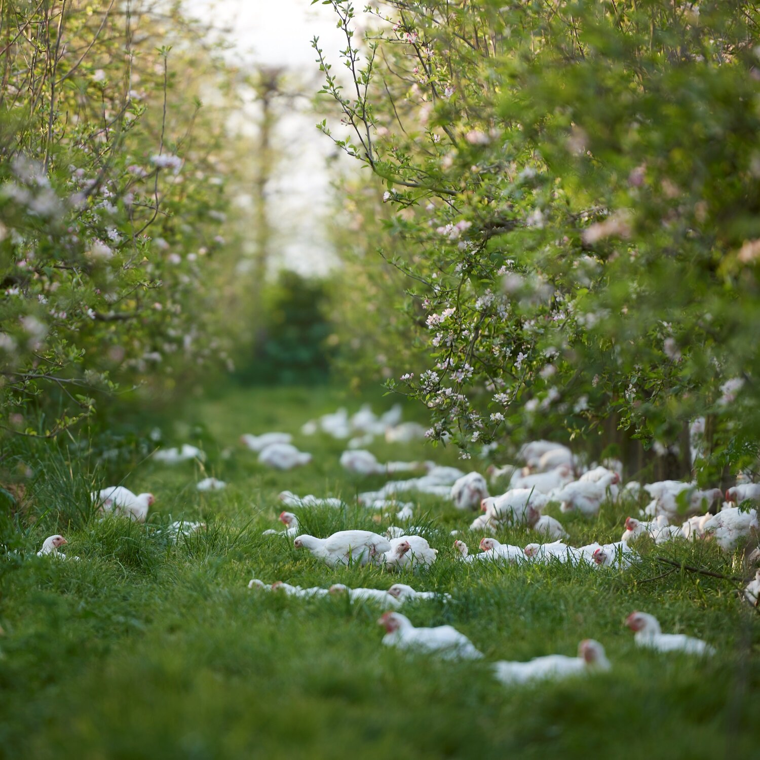 Bostock organic free range chicken .jpg