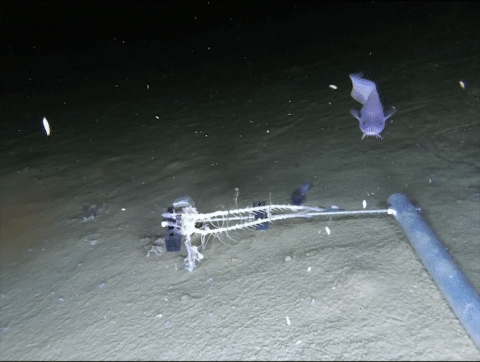 A new small blue fish changes our understanding of the world’s deepest fishes
