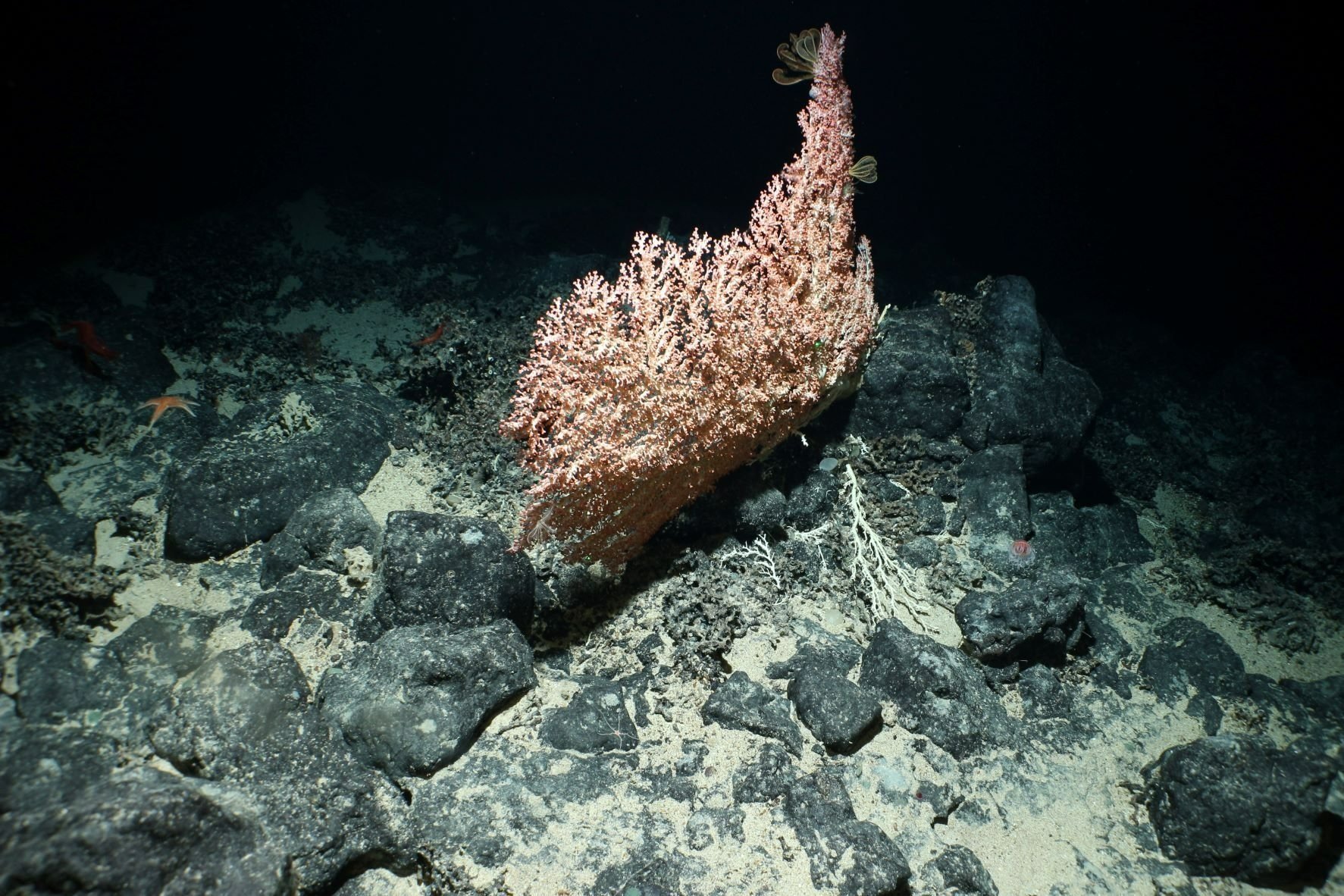 James+bell+-+bubblegum+coral+%28paragorgia+sp.%29+750m+grattan+seamount.jpg