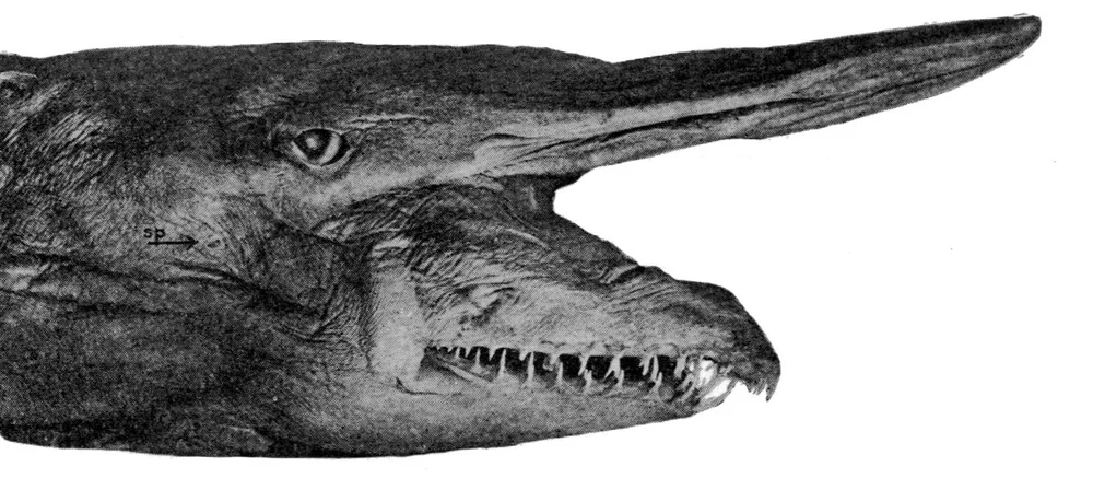 Hussakof+L.+A+new+goblin+shark%2C+Scapanorhynchus+jordani%2C+from+Japan.+Bulletin+of+the+AMNH+26%2C+257-262%2C+Public+Domain.jpg