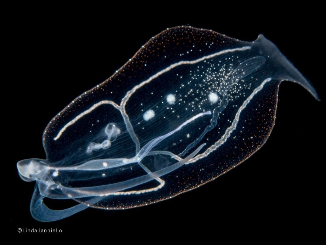 Diving with deep-sea dwellers — Armatus Oceanic