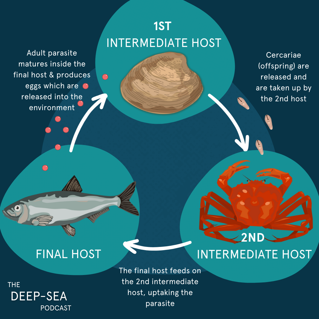 Digenean The undiscovered world of deep-sea parasitology: An interview with Rod ...