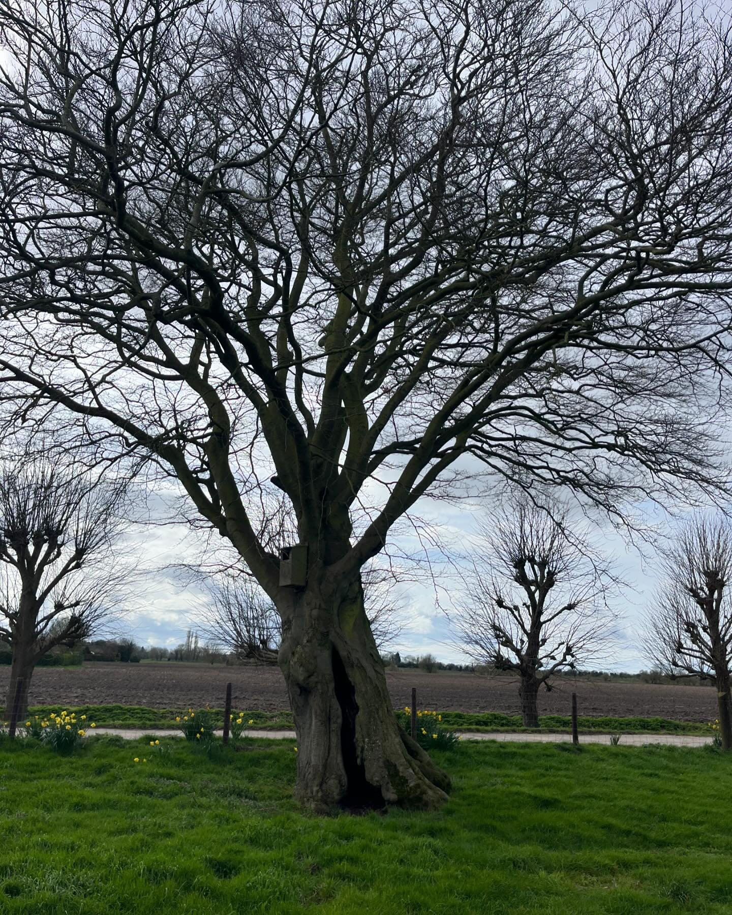 Absolutely cracking little Veteran Beech tree with a hollow stem up to the bole. Veteran trees are a cauldron of biodiversity with life ranging from bacteria and fungi to bats and other mammals (and everything in between) even French bulldogs as it s