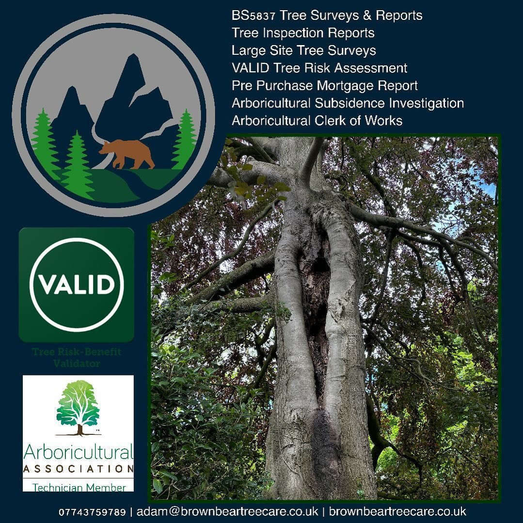 🌳Regular Tree Inspections: Vital for Safety and Health🌳

Regular tree inspections are crucial to maintaining both the safety and health of our urban forests. Take a look at this Copper Beech tree with a large stem cavity. While it may appear stable