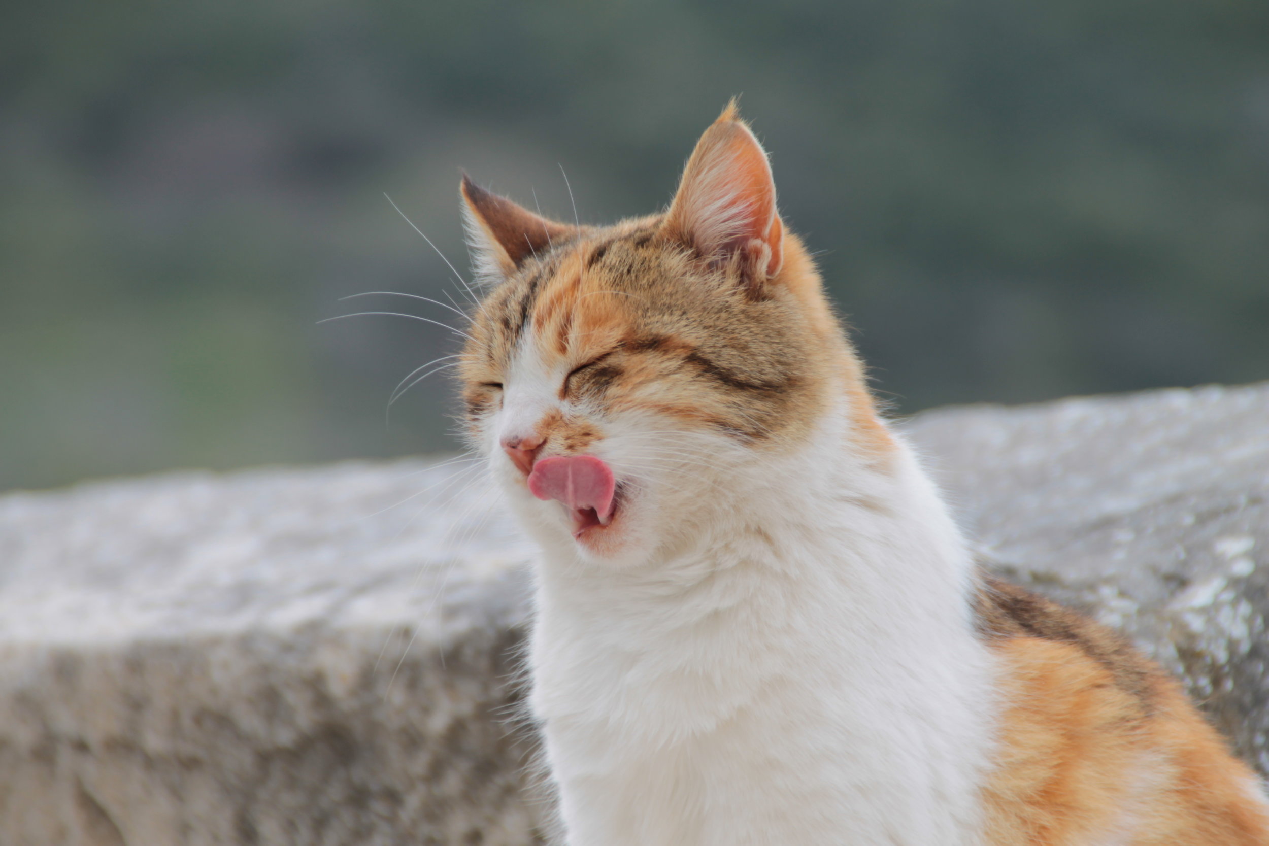 FIP Cat