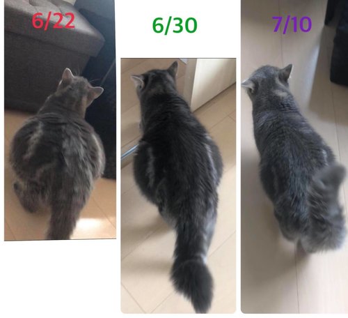 Fip Cat