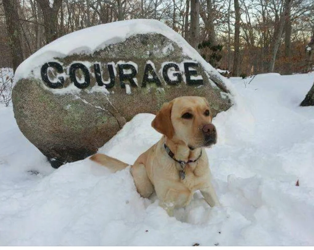 Henry the KARMA Dog