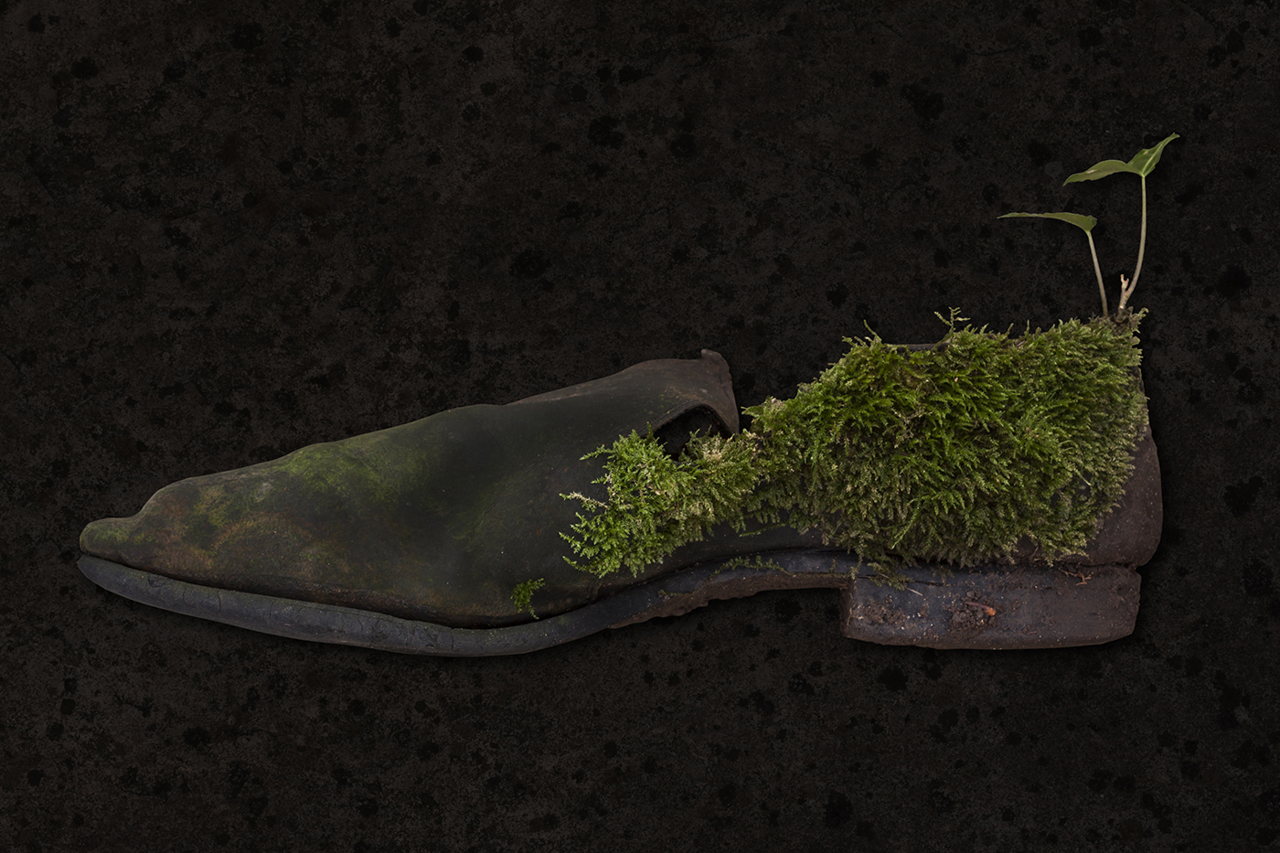 oldshoe_1400pxl.jpg