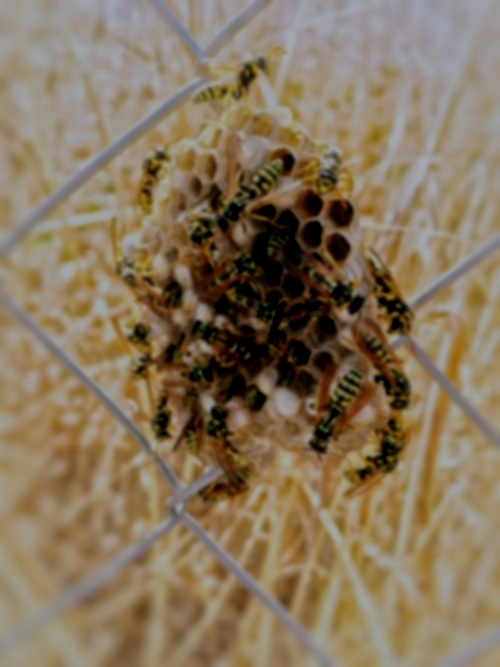 wasp.jpg