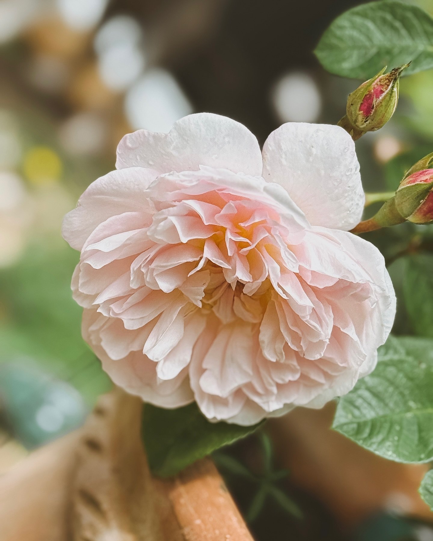 Here come the girls&hellip;

1. Queen Elizabeth II @david_austin_roses 
2. Crown Princess Margareta @david_austin_roses 
3. William and Catherine @david_austin_roses 
4. Unknown (was here when we moved in 10 years ago)
5. Grandma&rsquo;s Rose @englis