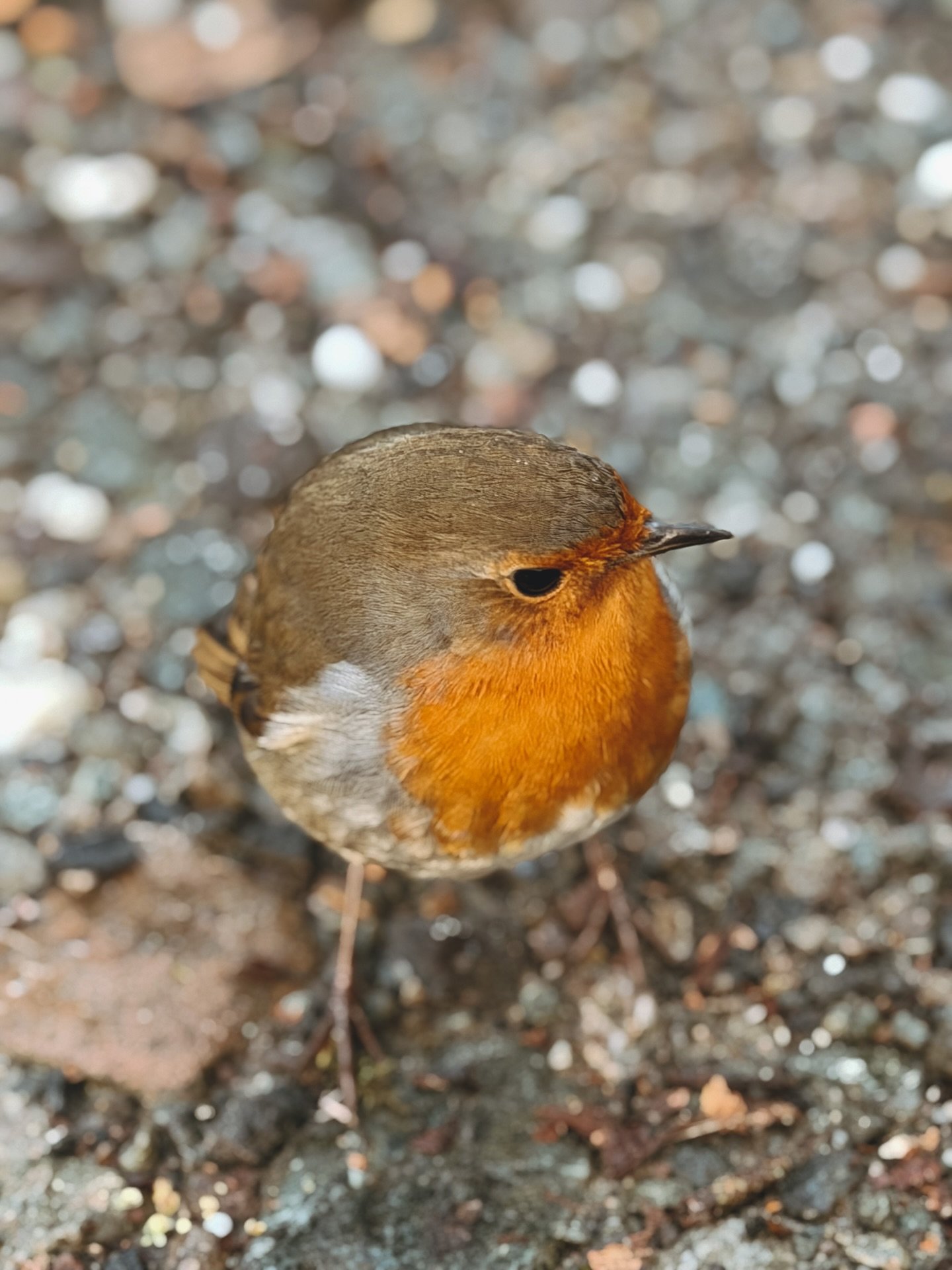 ✨ A Year Woven with Wonder ✨

From our family to yours, thank you for being part of Blended by Mama through 2025 🤍
It has been a year stitched together with the most magical moments &mdash; the kind that live quietly in the heart.

From climbing anc