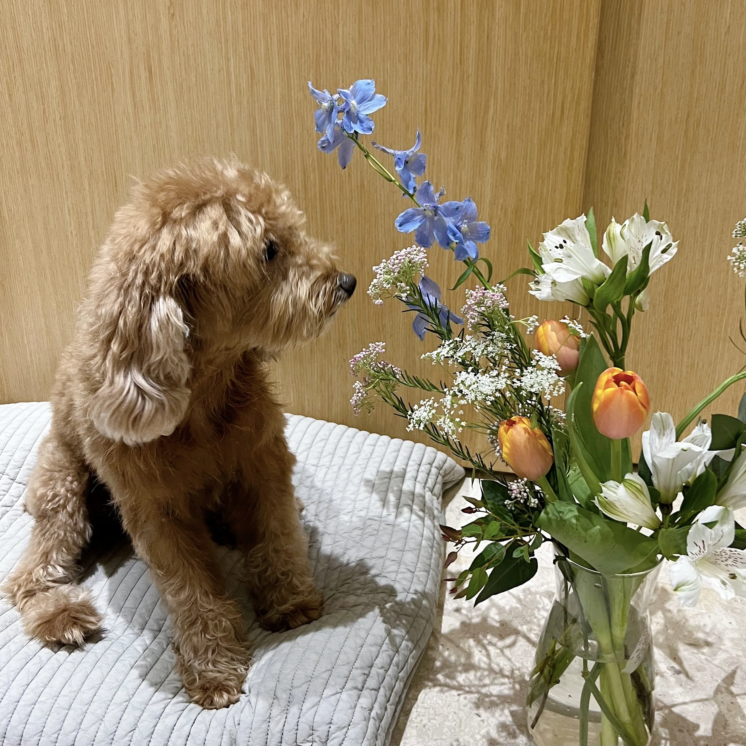 Pet Friendly Cut Flowers To Have At Home