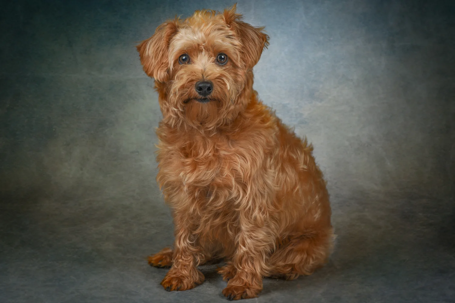 The Dogfather Barking Mad