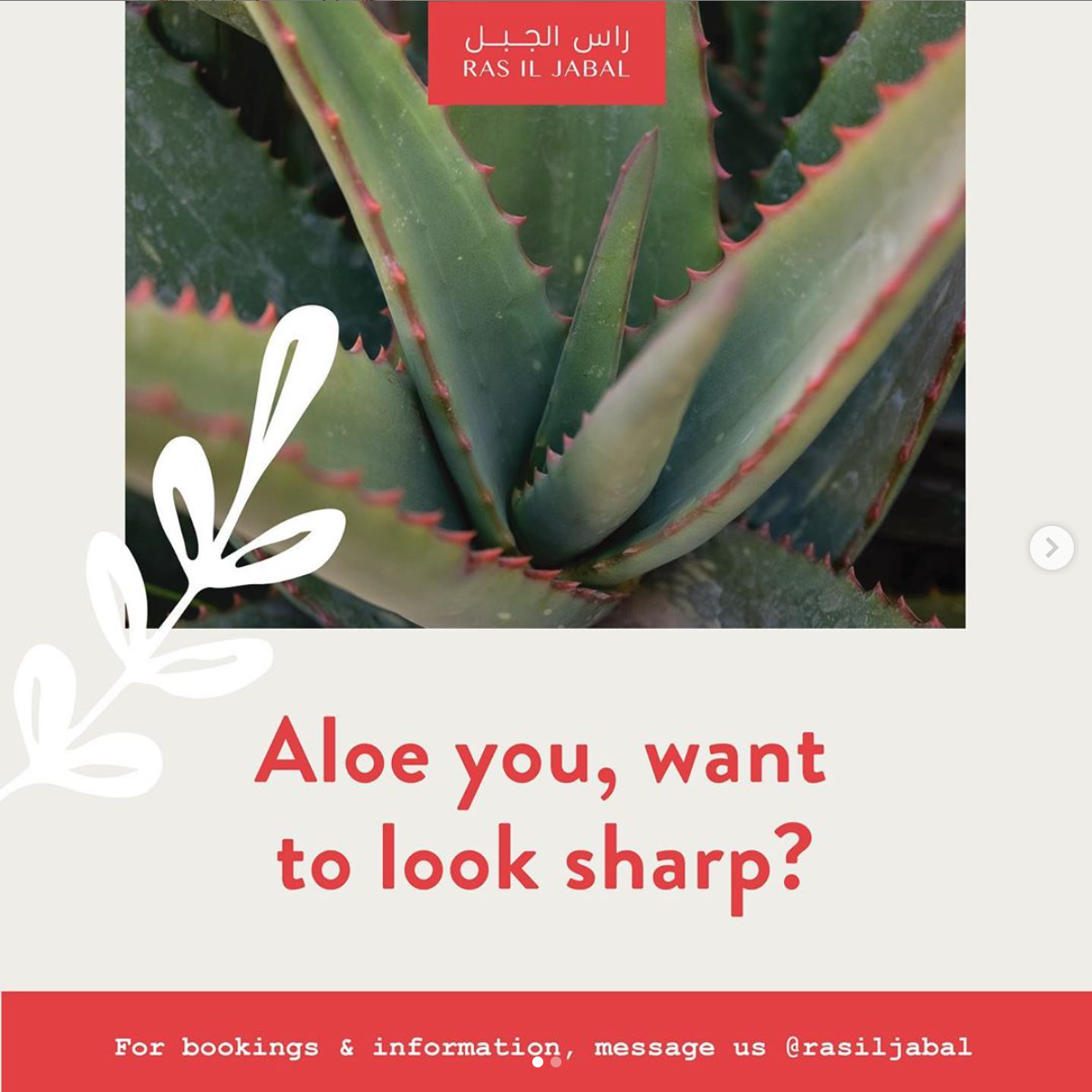 Aloe You