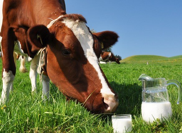 The co-op is San Luis Obispo&rsquo;s only community-owned grocery store 🛒 and we&rsquo;re milking it 🥛 

@claravalefarm raw milks are natural, unprocessed, unadulterated, clean and ethically produced 🌱🐮 

Their milk also comes in returnable glass