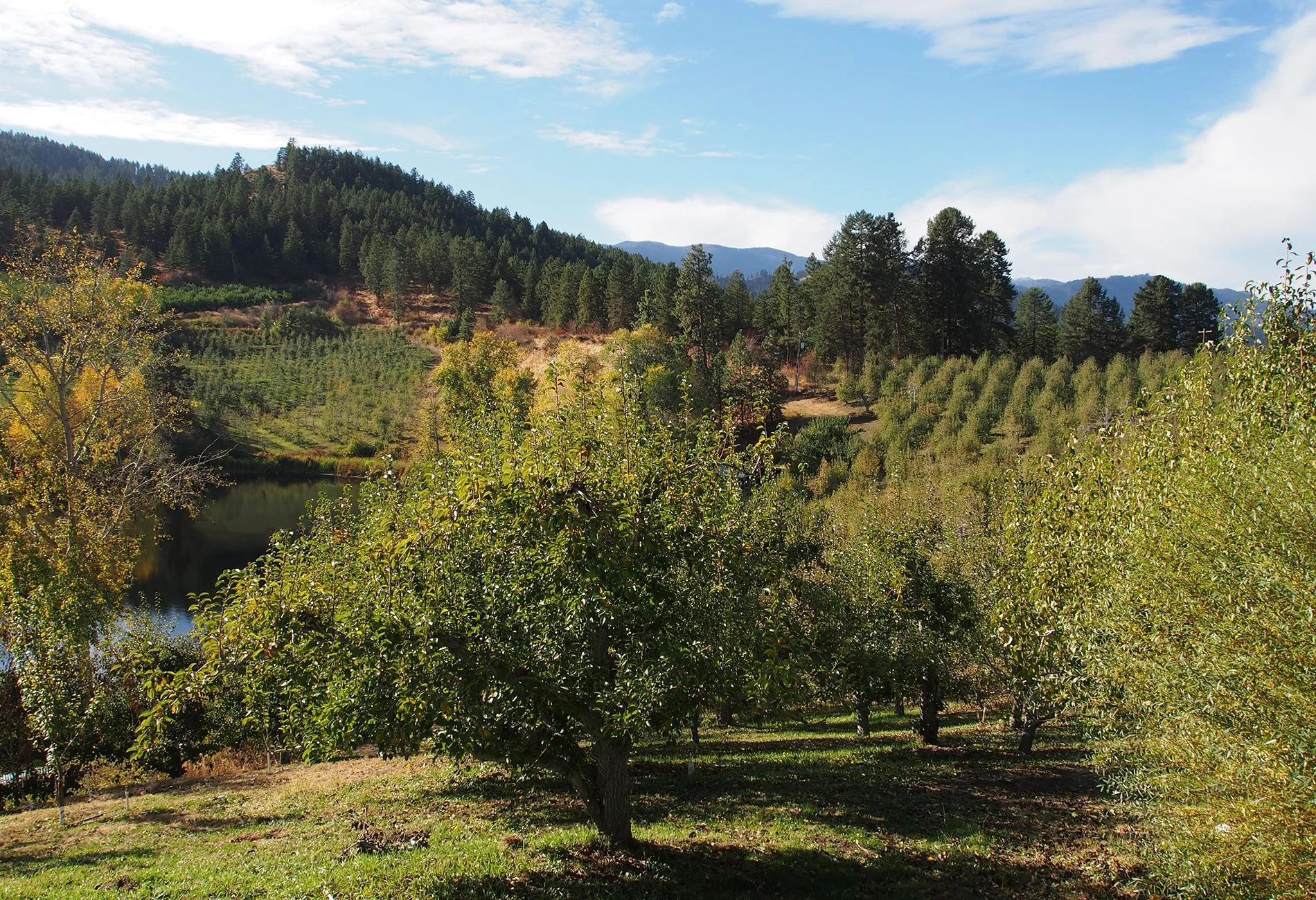 OrchardPic2Web.jpg