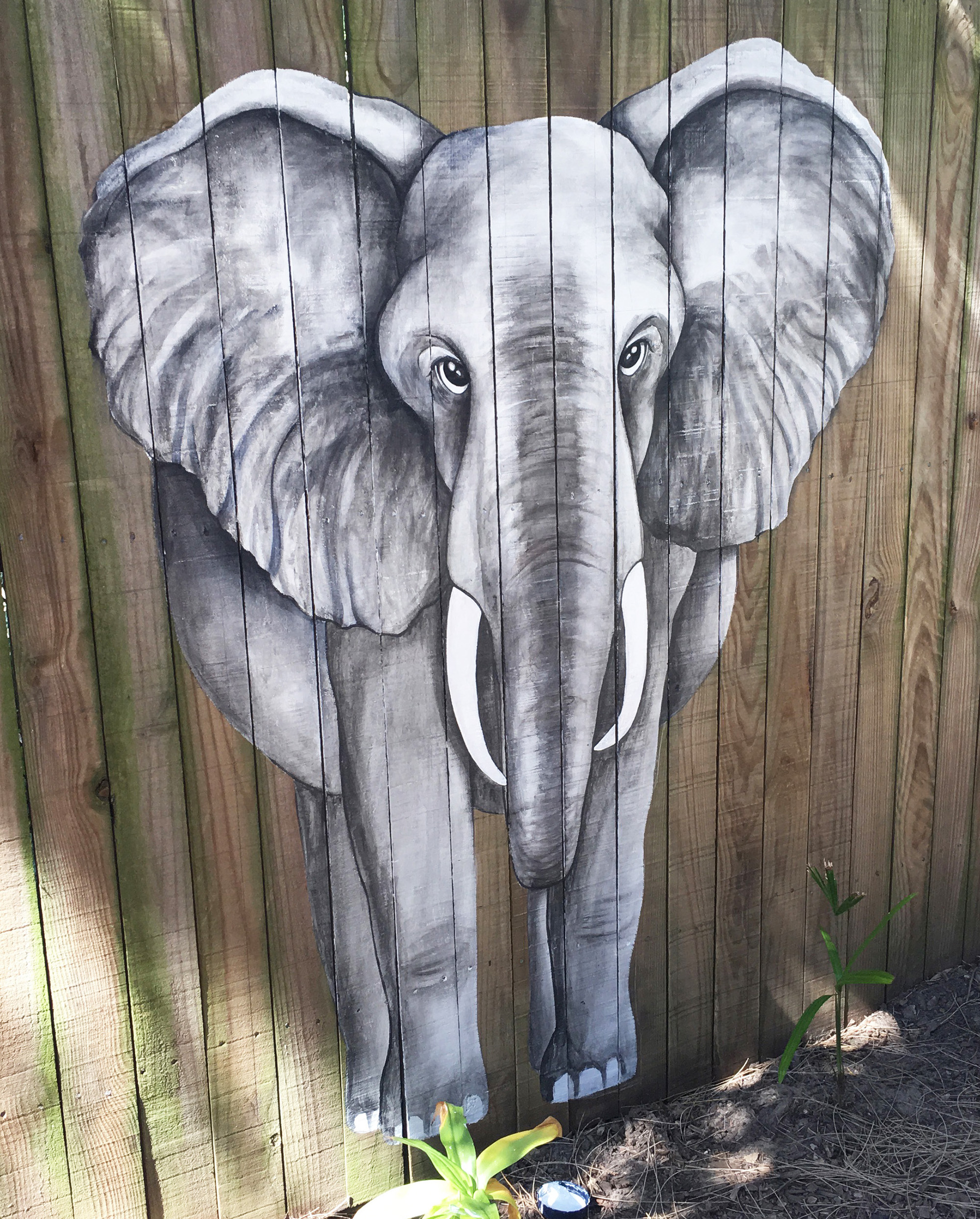 elephant only fence.jpg
