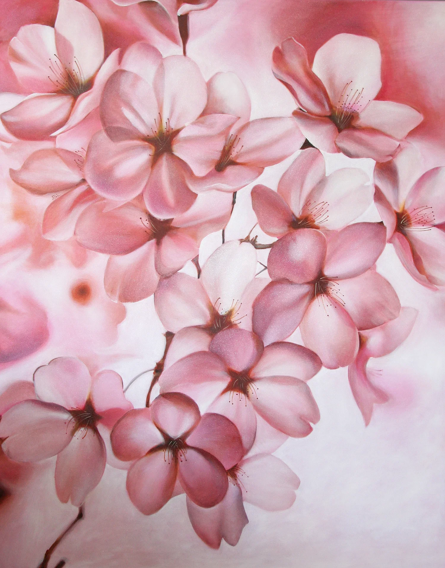 Cherry Blossoms