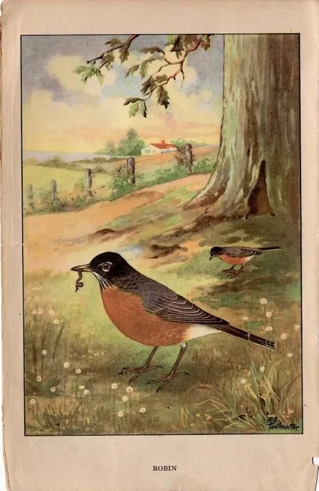 The Red Robin episode artwork