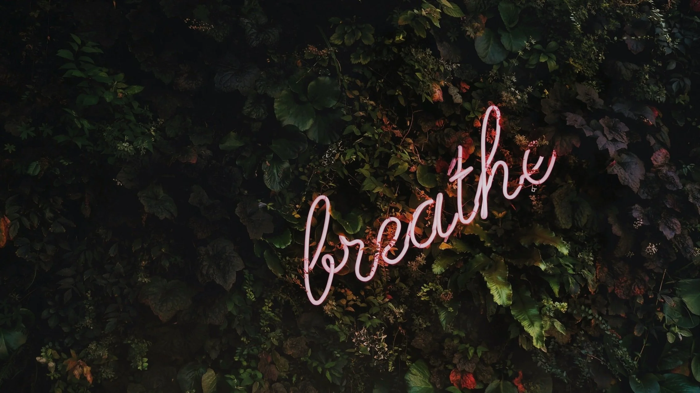 unsplash-image-vnpTRdmtQ30.jpg
