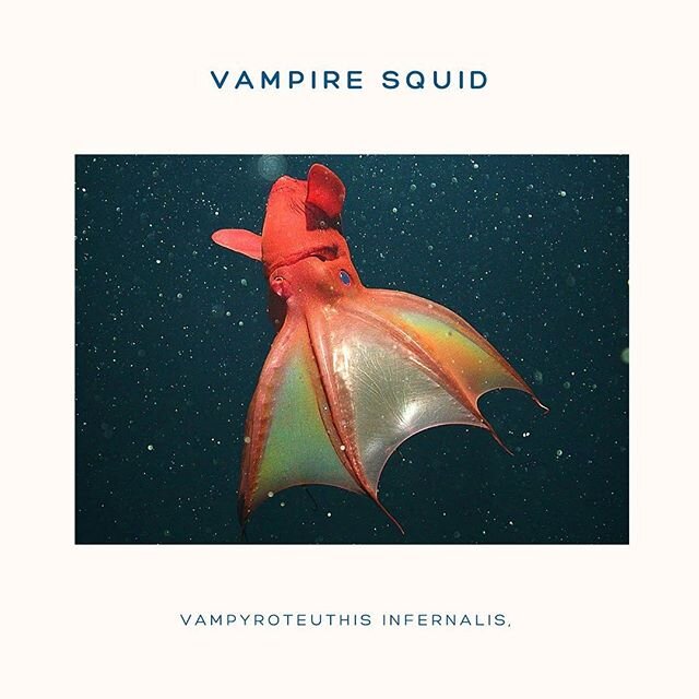 Vampyroteuthis infernalis, commonly referred to as the Vampire Squid, is a fascinating deep-sea cephalopod that is not actually of the squid family, despite its name and physical similarities. .
.

Relatively small in size, reaching a maximum length 