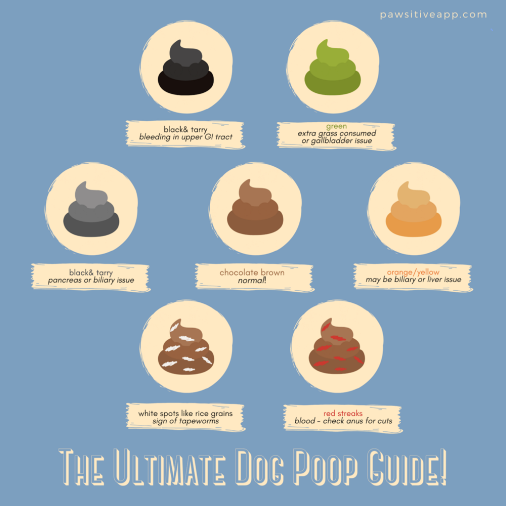 Pawsitive S Dog Poop Guide Pawsitive