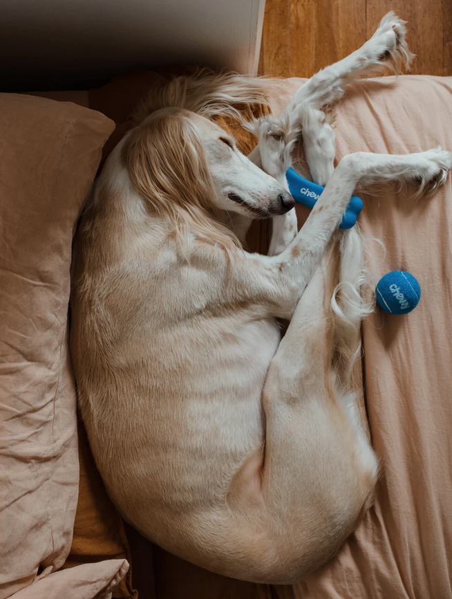 Why does dogs sleep so much