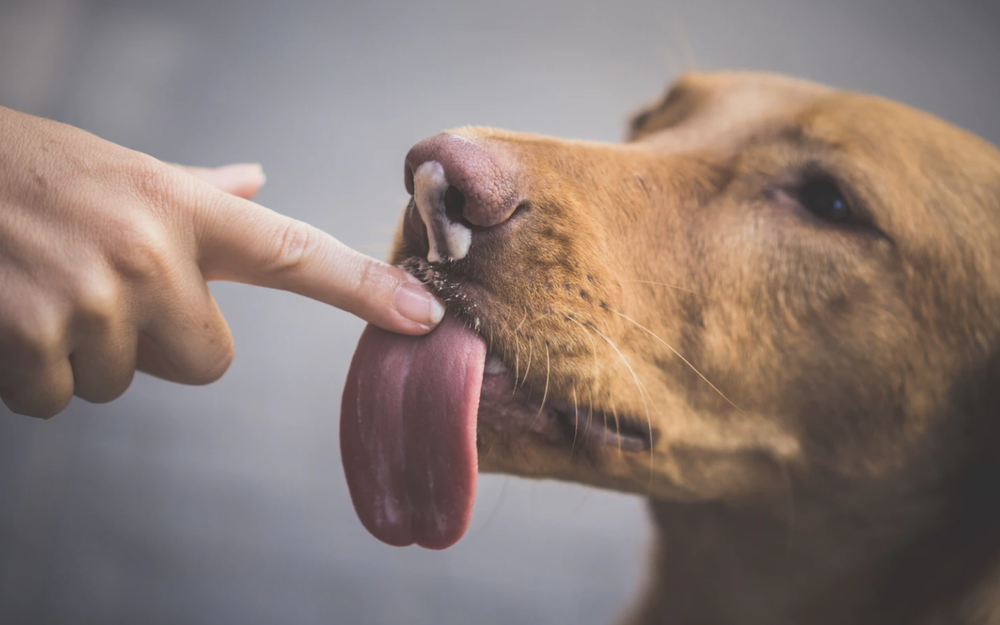 Why Do Dogs Lick You Pawsitive