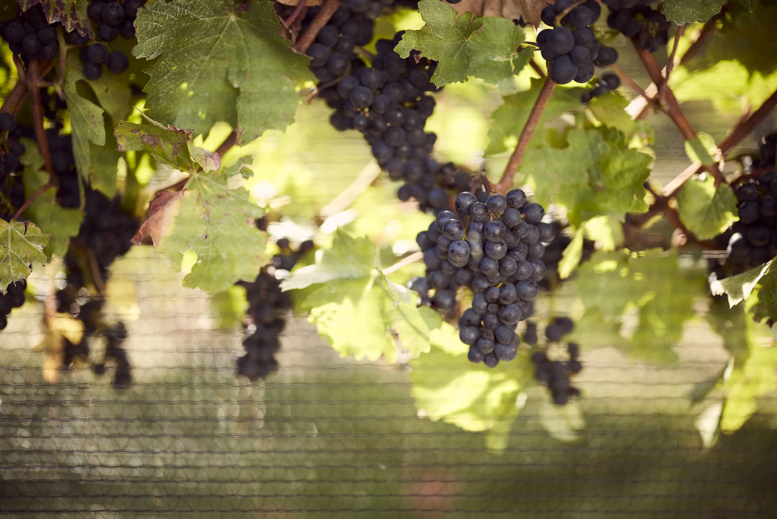 Harvesting our 2024 Marlborough grapes 