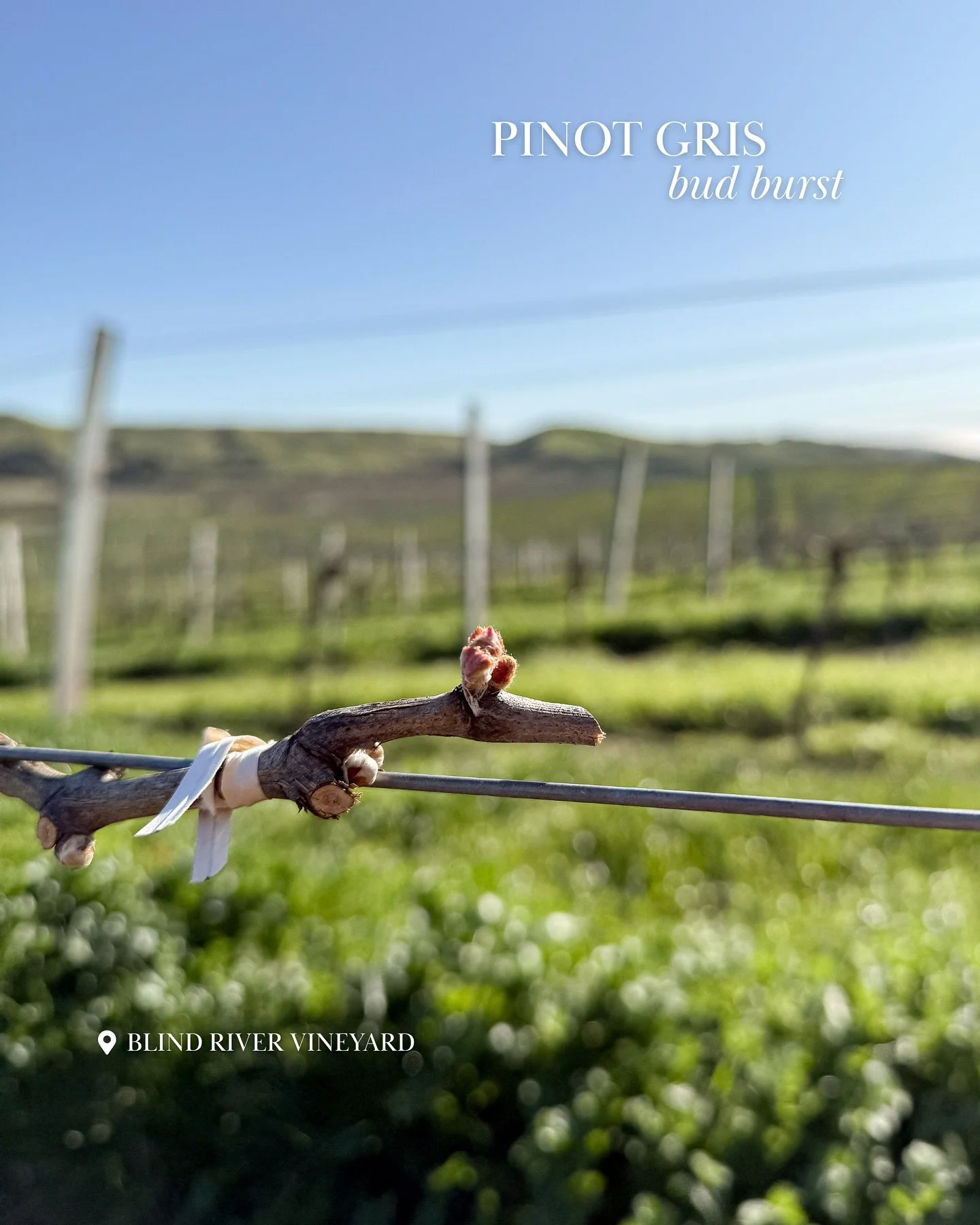 🌸 Spring has finally arrived here in New Zealand, and our Pinot Gris buds are bursting with excitement at our Blind River Vineyard! 🍇✨ The sun is shining, the flowers are blooming, and there&rsquo;s nothing like sipping a chilled glass of Summerhou