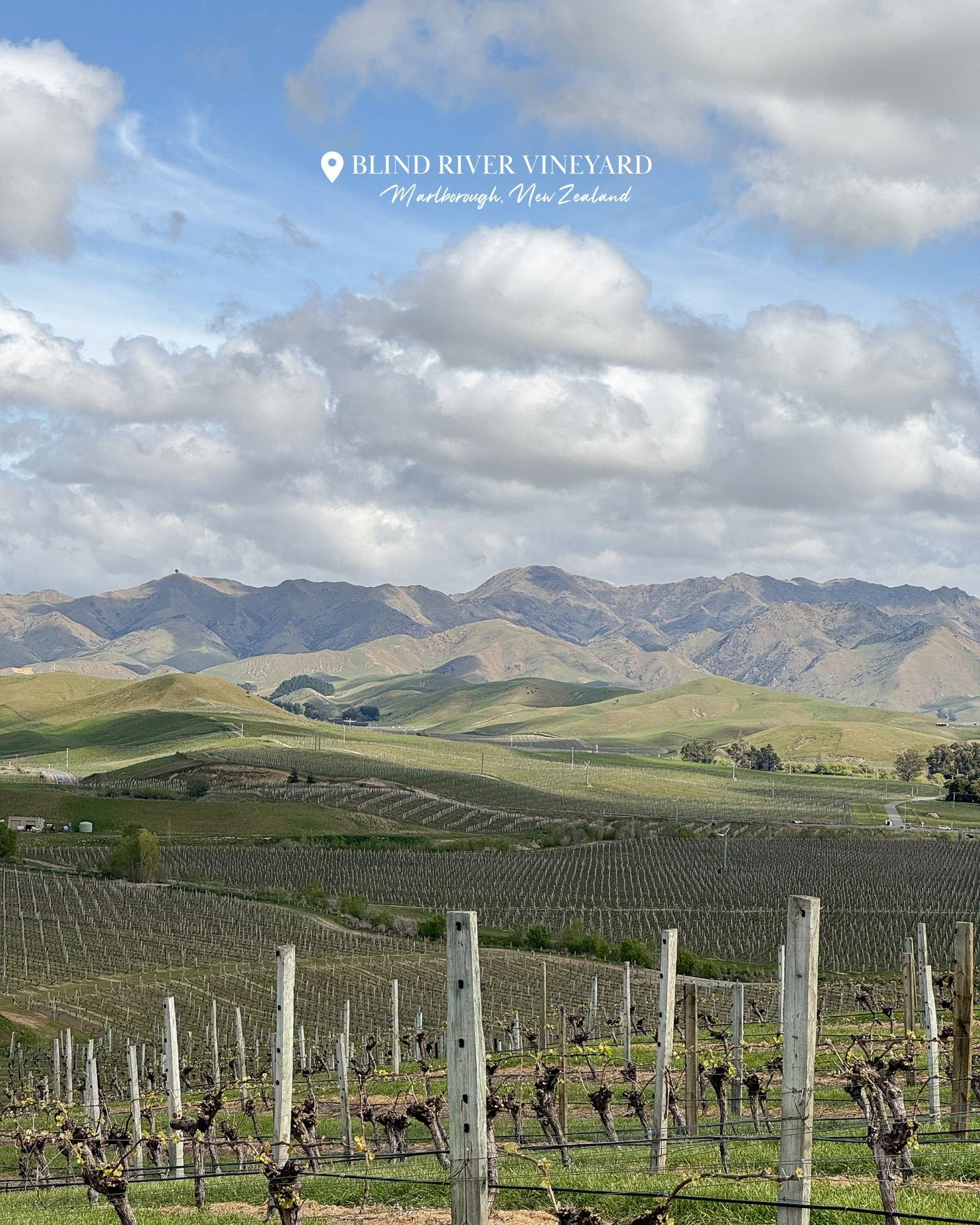 Our Blind River Vineyard looking lush on this warm, sunny Marlborough day 🌞⁠
⁠
Perfectly positioned in the sunniest place in the country, located at the top of the South Island. Overlooking the ocean in the dry and windswept Blind River sub-region, 