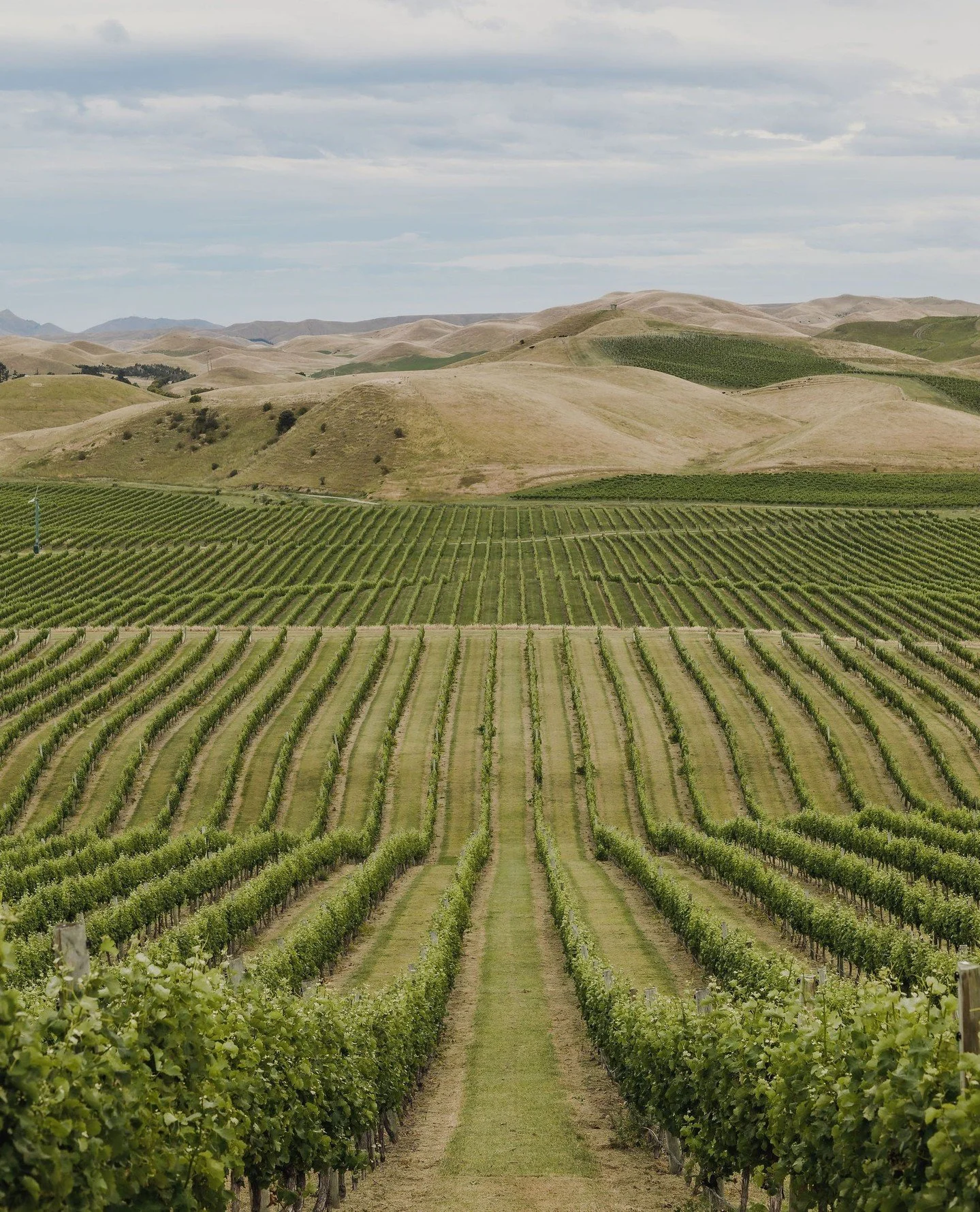 📍Blind River -  Long sunshine hours and cool ocean breezes give our grapes more time to soak up that summertime goodness. As they ripen, the sea salted air builds character - the kind you only get this close to the coast 🌊🌿⁠
⁠
⁠
#summerhousewine #