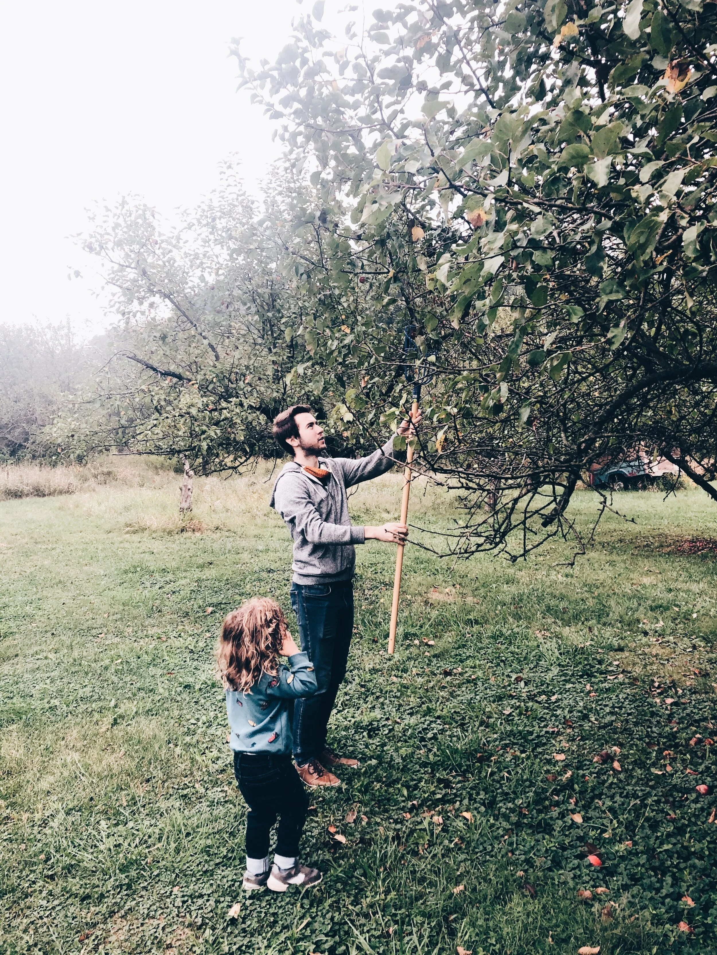 apple picking 