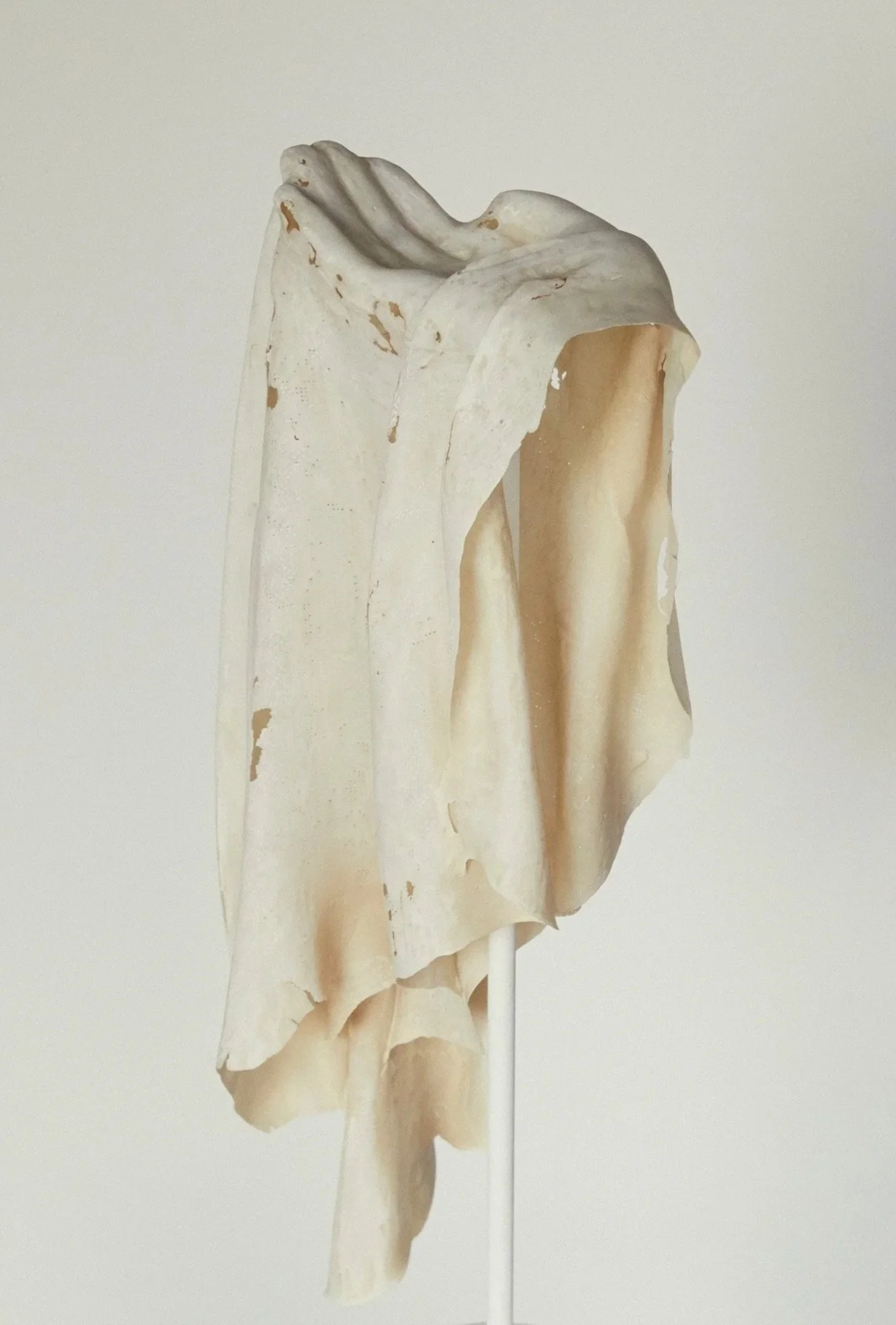 Vestige
Fiberglass, epoxy and pigment
18 x 7 x 5 in (46 × 18 × 13 cm)