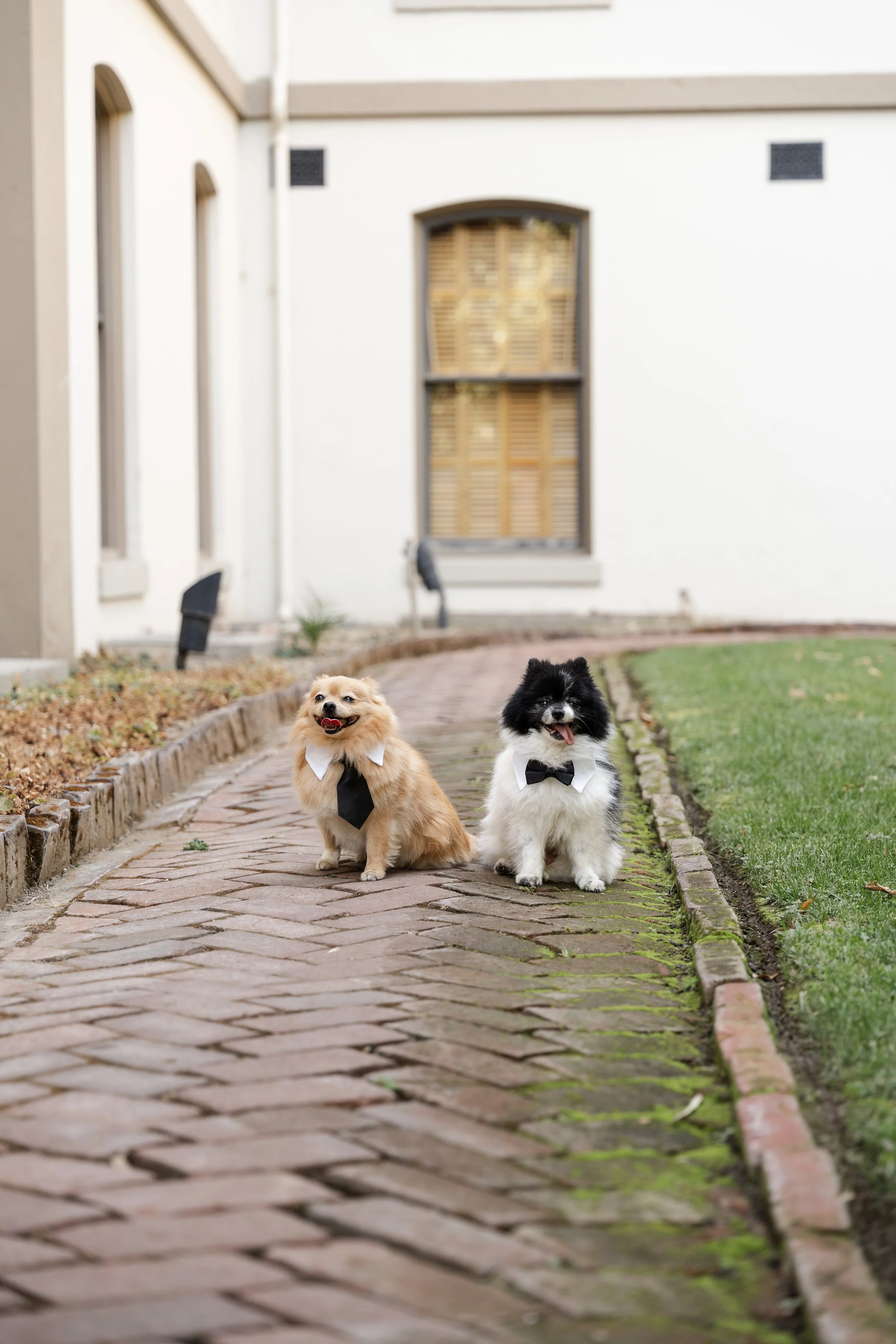 Two dogs