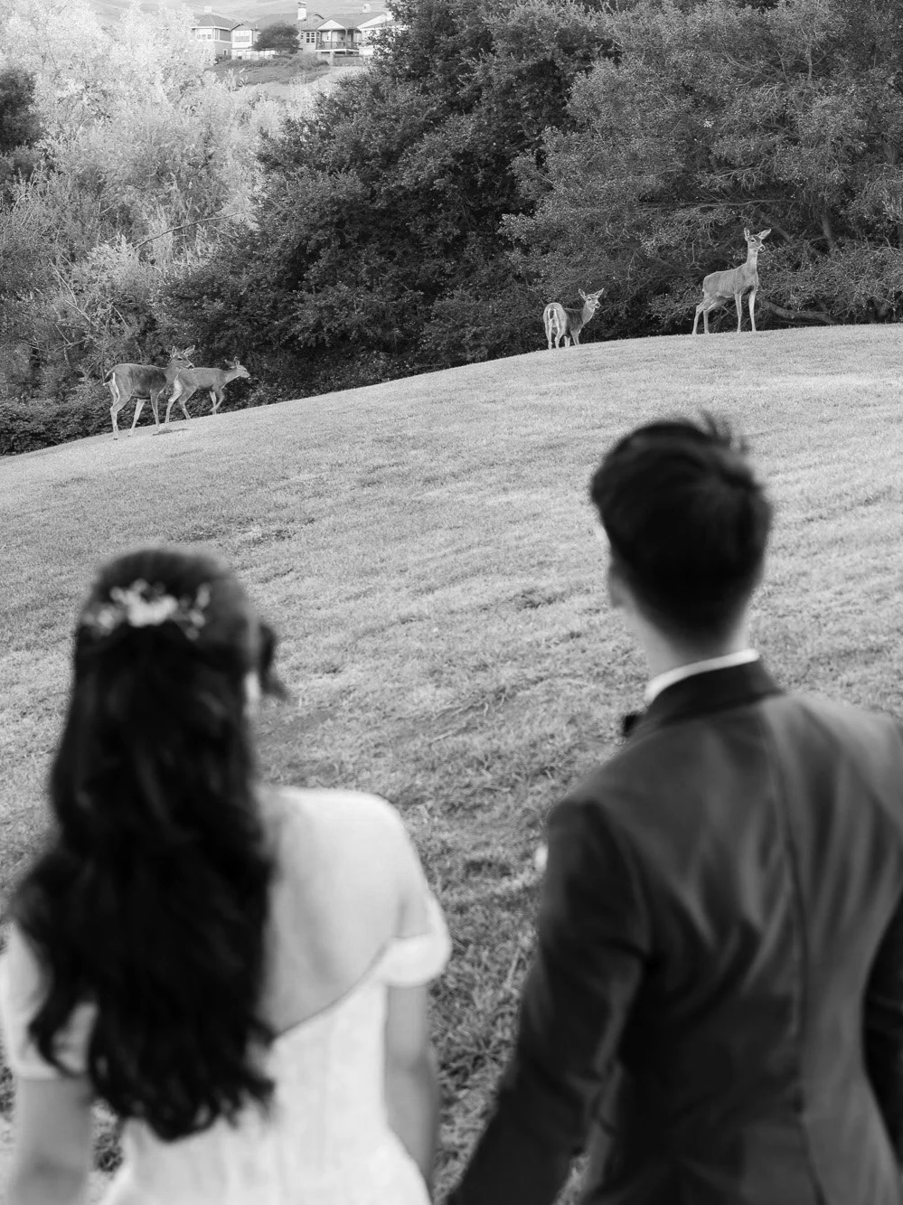 Bride and groom looking at deers on their wedding day