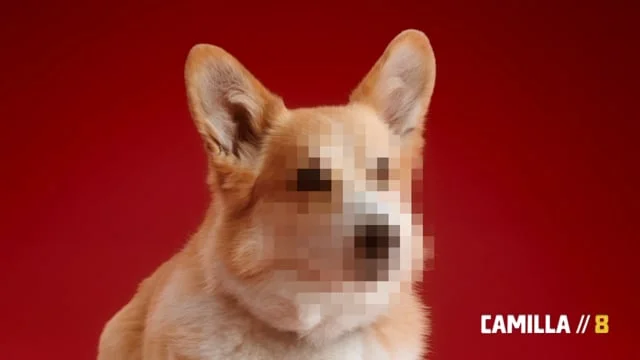 The Corgi