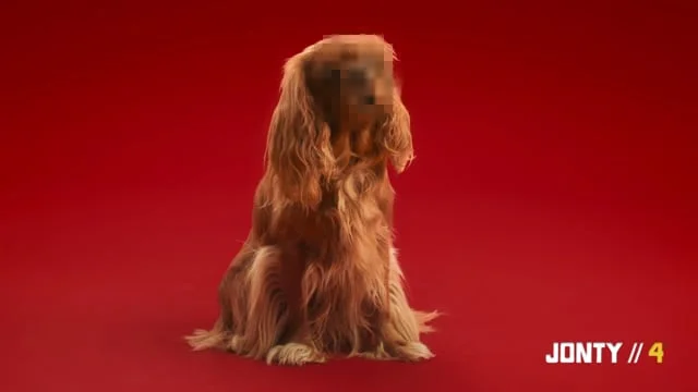 The Cavalier King Charles Spaniel