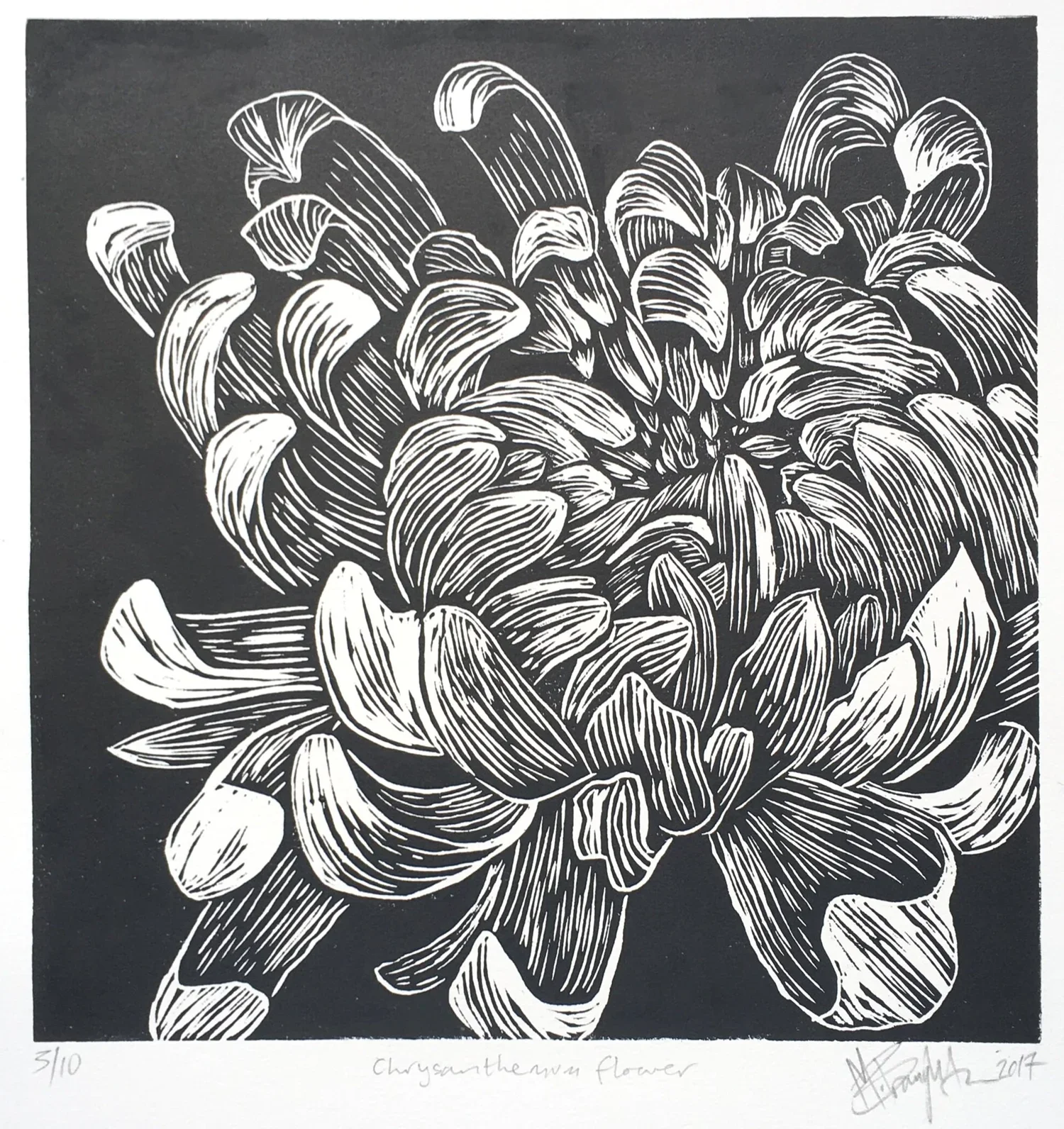 Chrysanthemum+lino+cut+print.webp