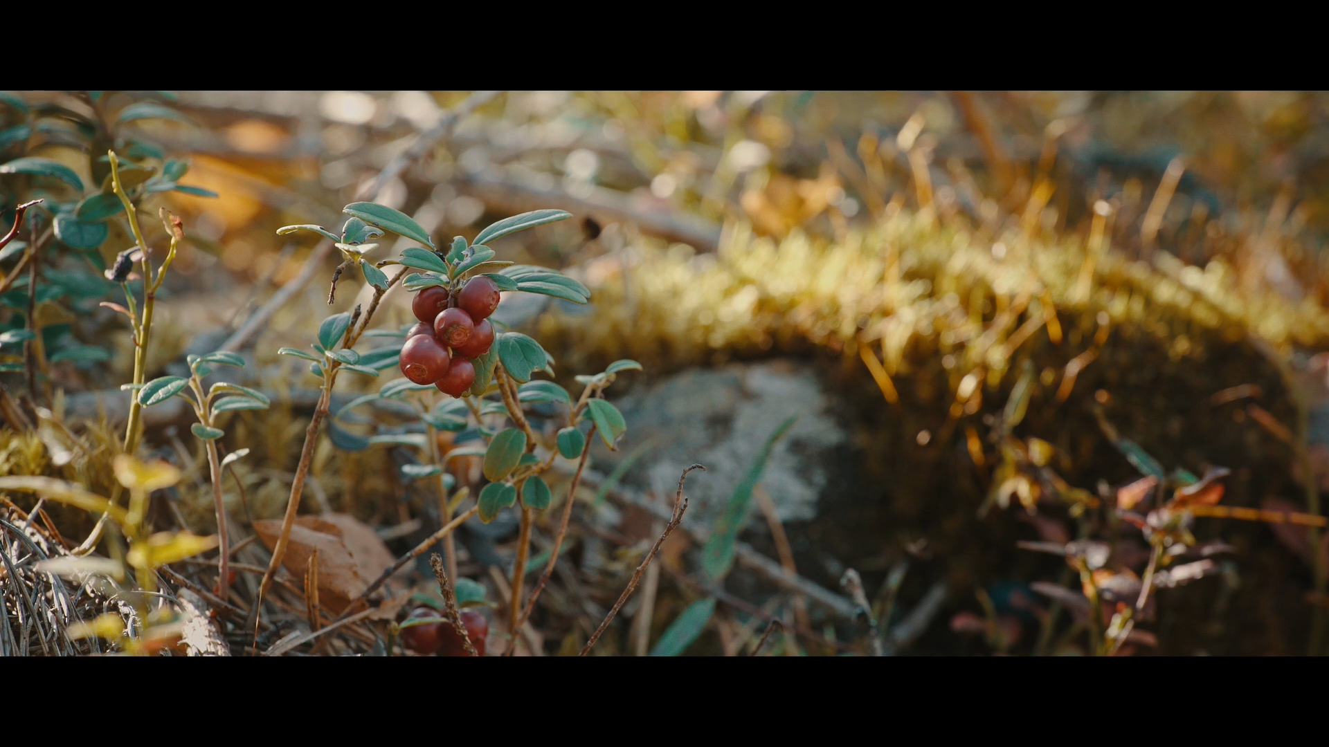 Näyttökuva (12).png